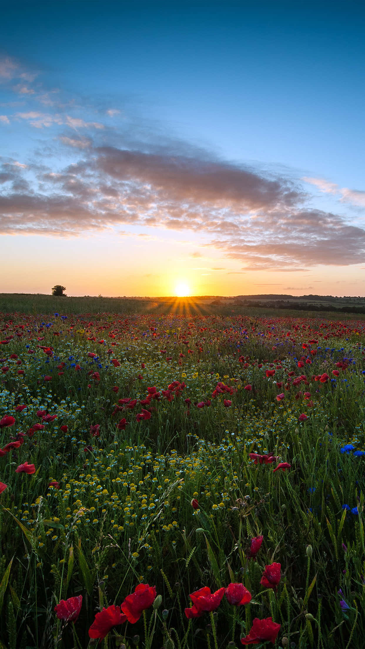 iPhone Flowers, sunburst, pastel sky, Full HD Phone Wallpaper