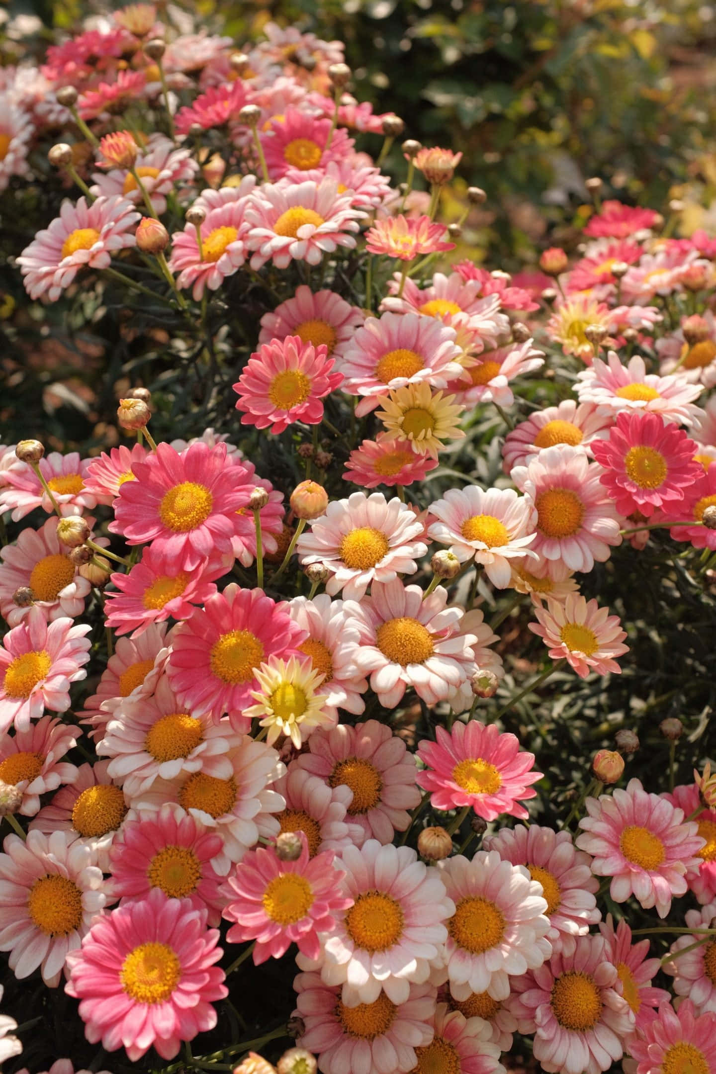 iPhone Flowers, pink and white daisies, golden centers, Full HD Phone Wallpaper