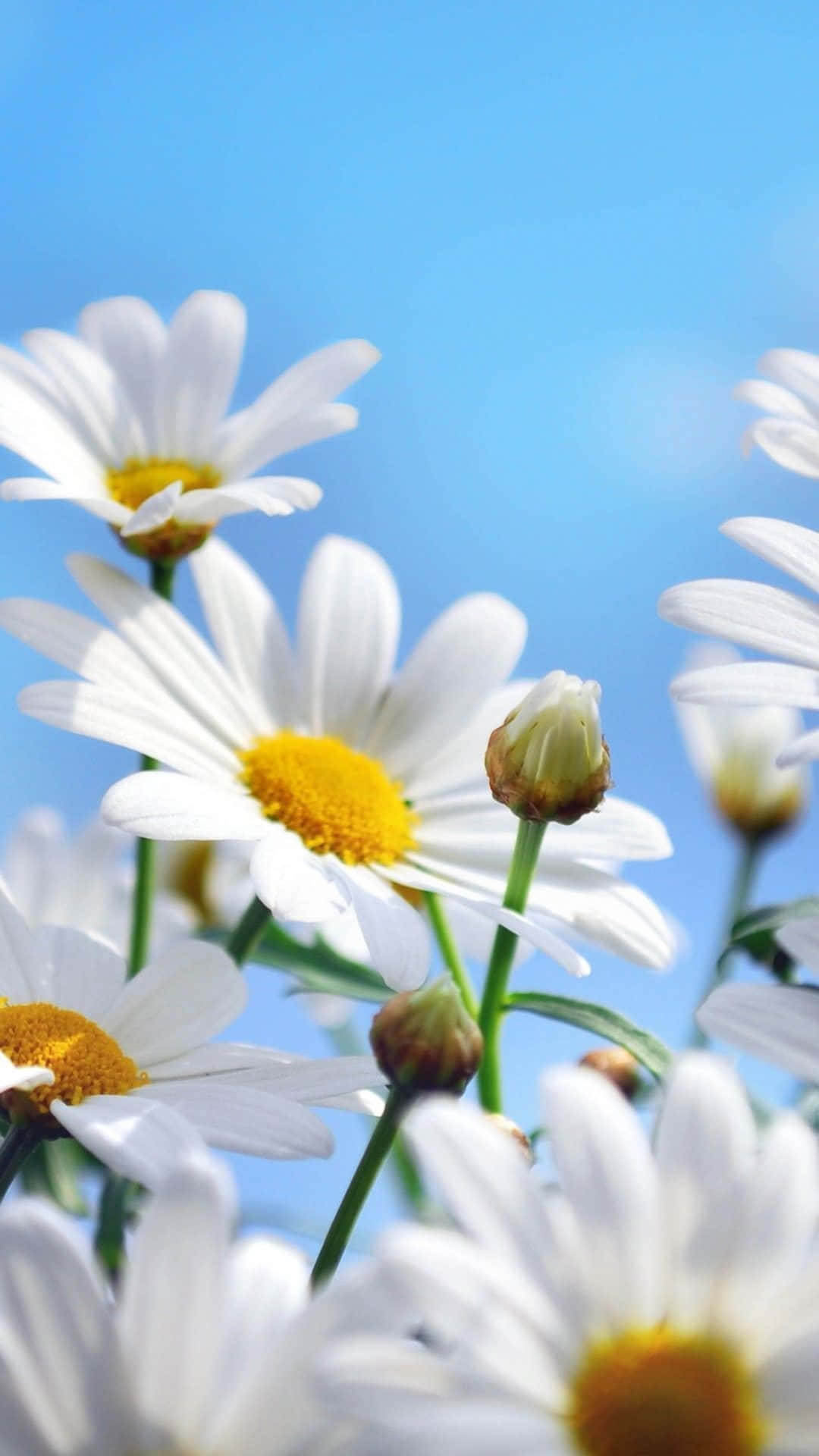 iPhone Flowers, white daisies, yellow centers, Full HD Phone Wallpaper