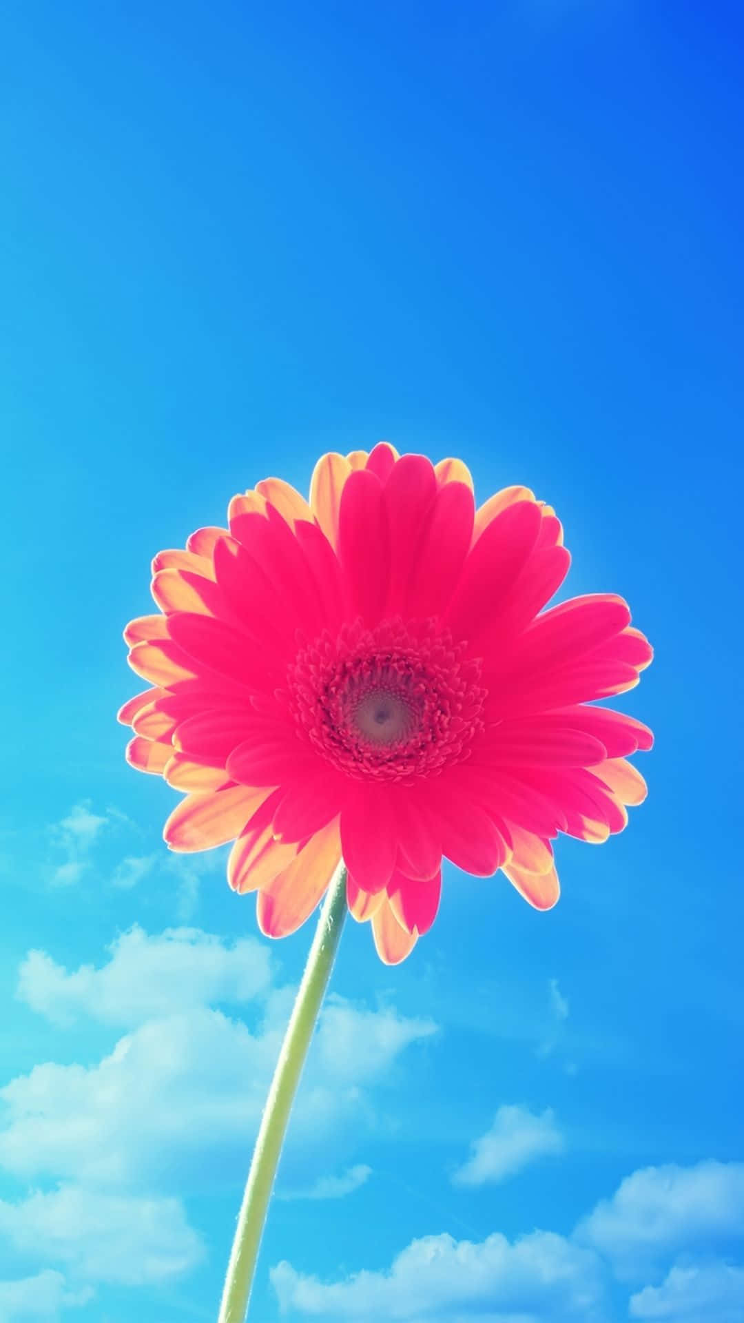 iPhone Flowers, pink gerbera daisy, yellow-tipped petals, Full HD Phone Wallpaper