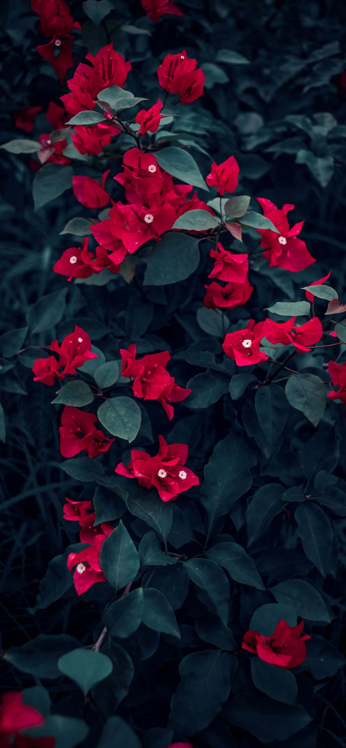 iPhone Flowers, red bougainvillea, blue sky, Full HD Phone Wallpaper