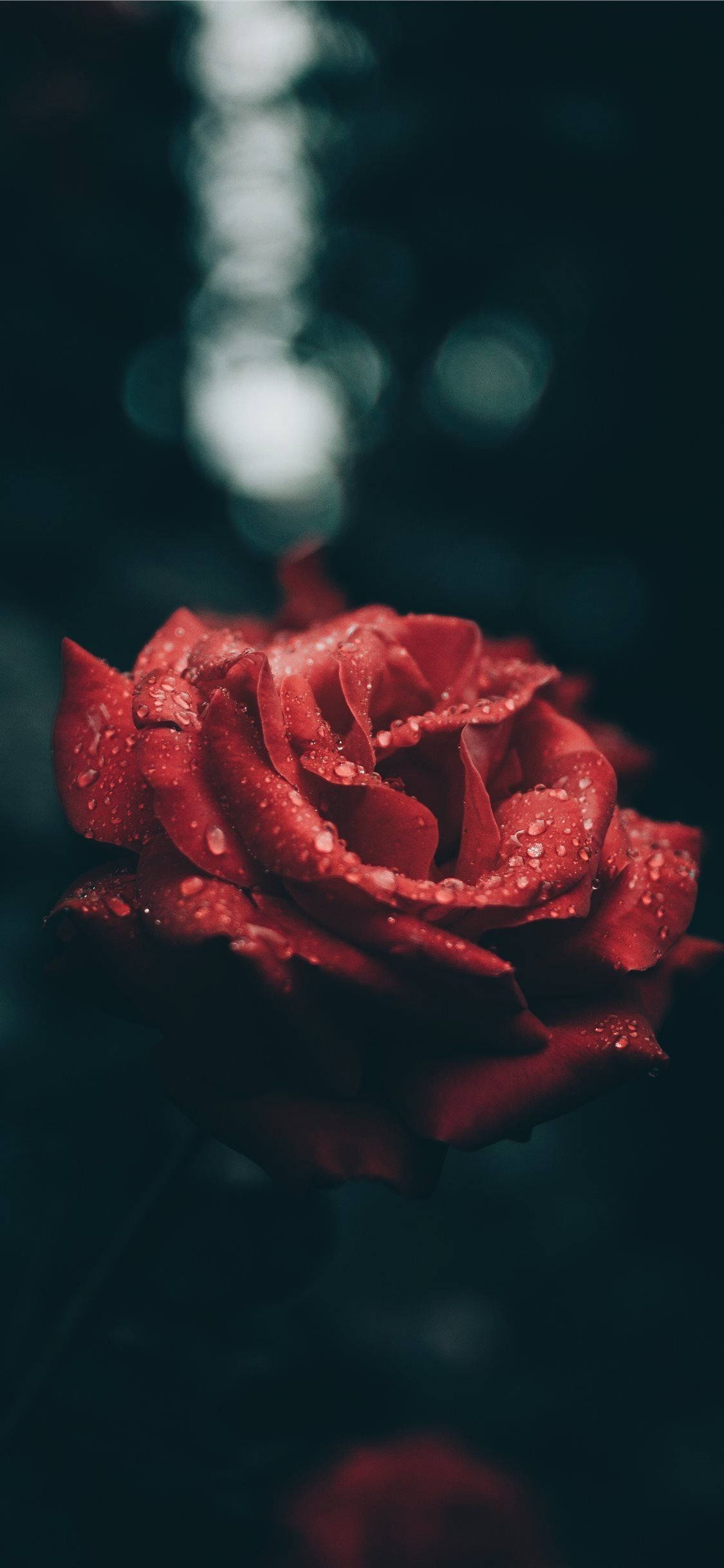 rose red, deep red rose, dewdrops, Full HD Phone Wallpaper