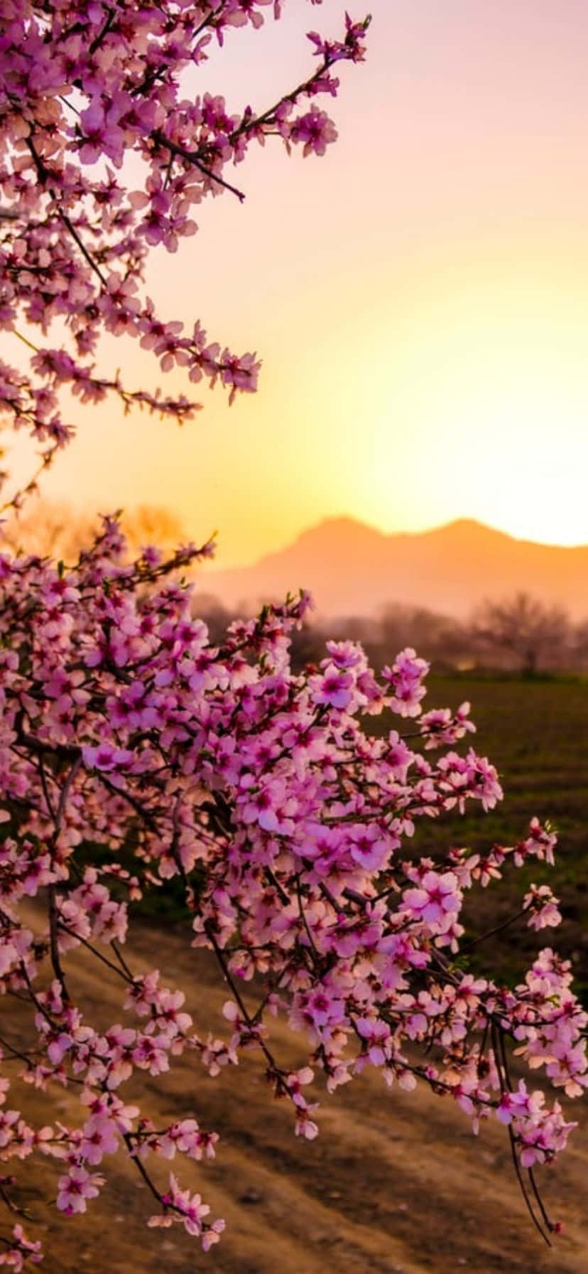 iPhone, pink cherry blossoms, golden sunset, HD Phone Wallpaper