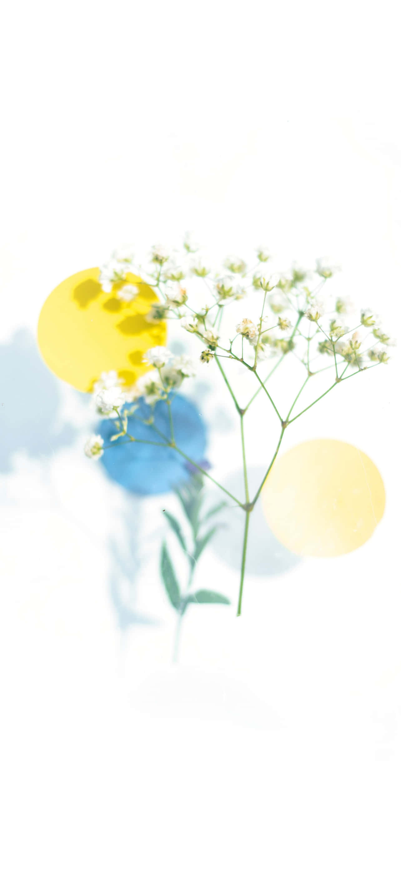 iPhone, white baby's breath flowers, green stems, 2K Phone Wallpaper