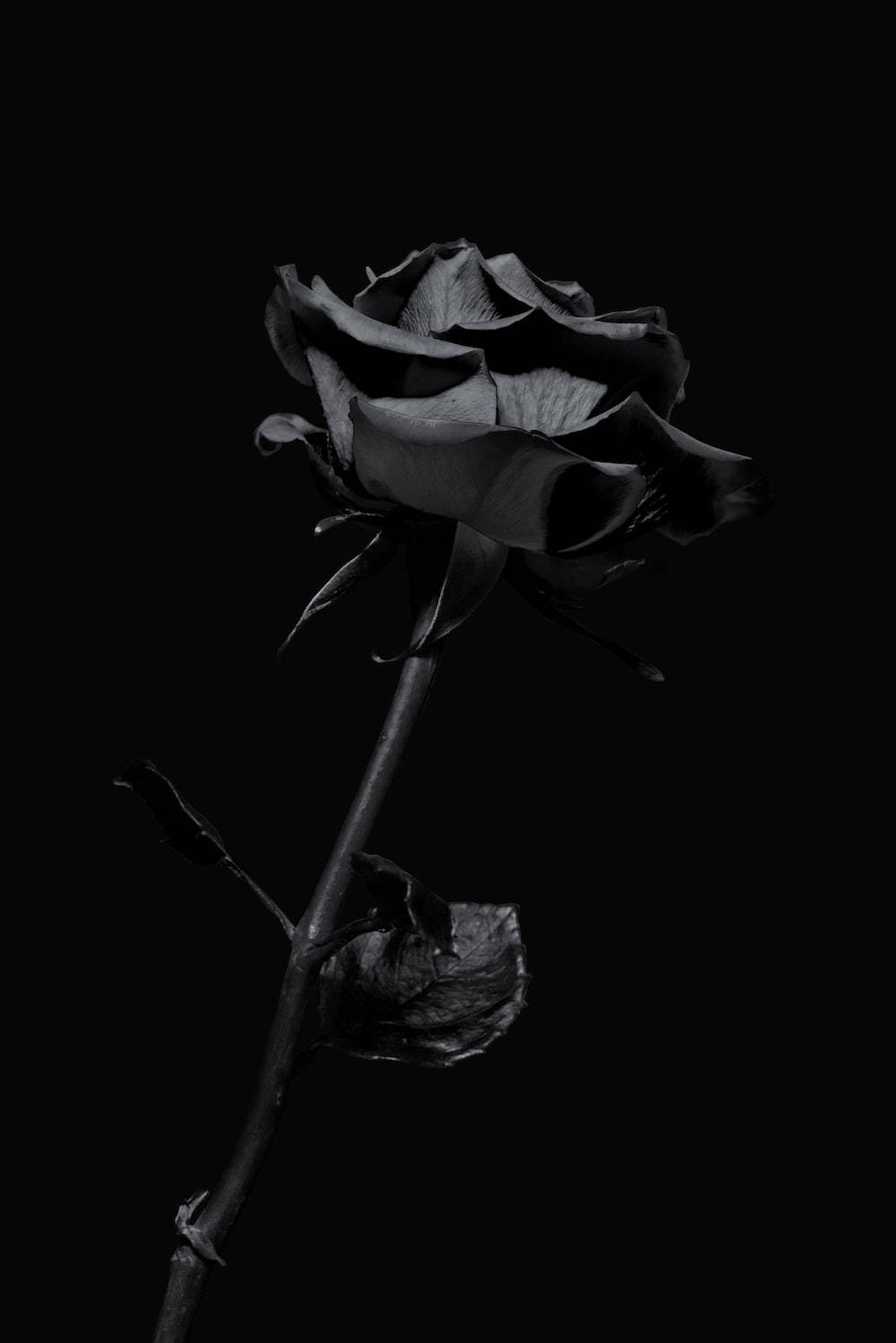 black aesthetic, iPhone, rose flower, HD Phone Wallpaper