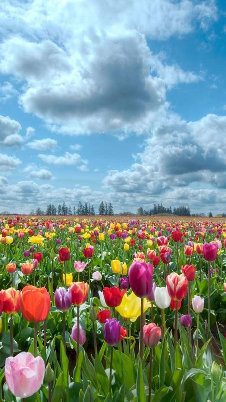 colorful flowers, tulips, bright blue sky, HD Phone Wallpaper