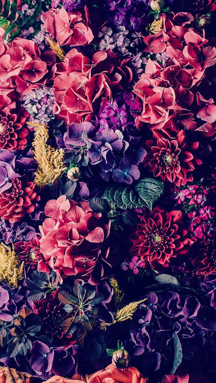 colorful flower iphone, vivid pink, purple, HD Phone Wallpaper