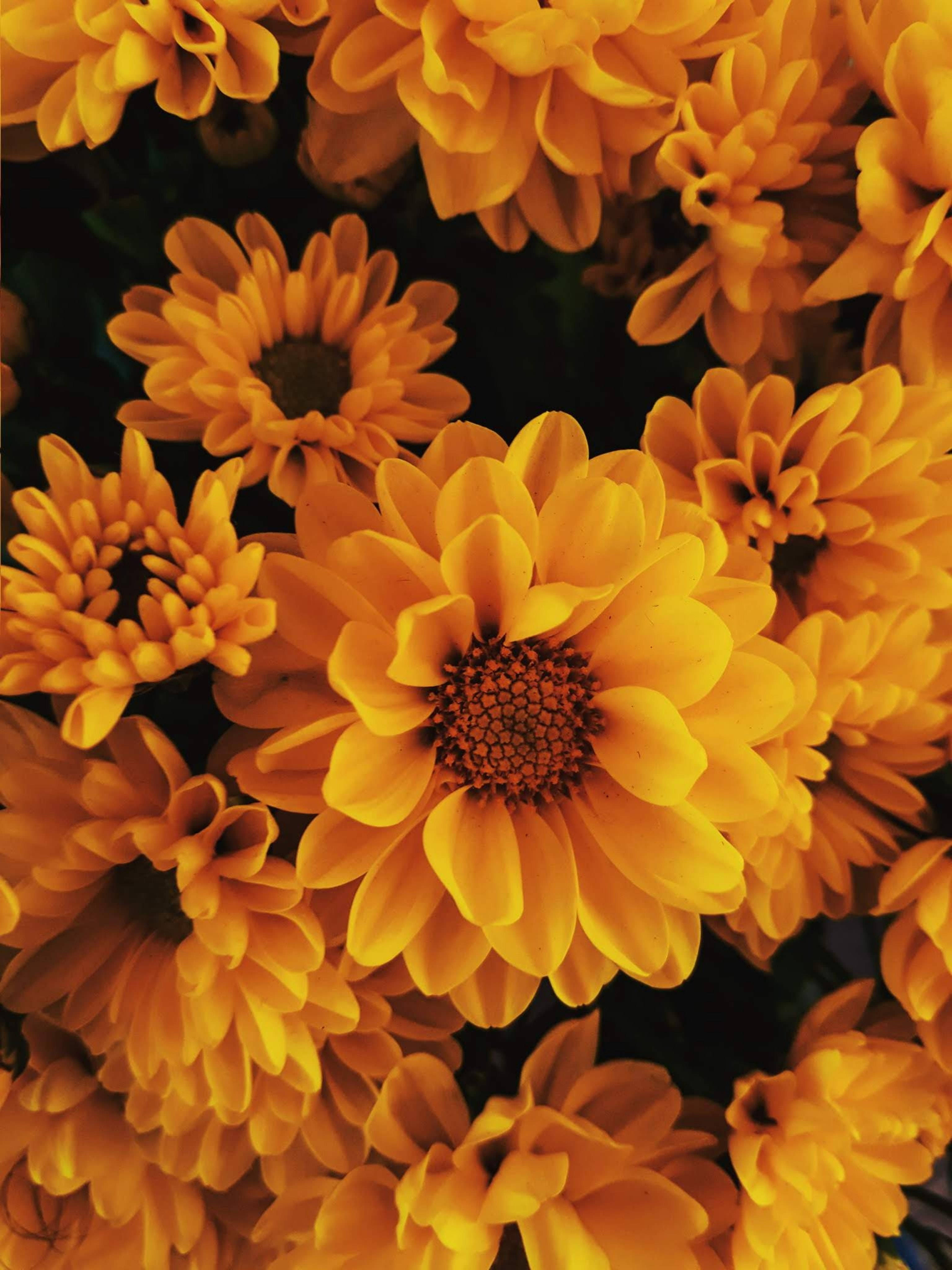 Flowers Yellow HD iPhone, yellow chrysanthemums, dark background, 4K Phone Wallpaper