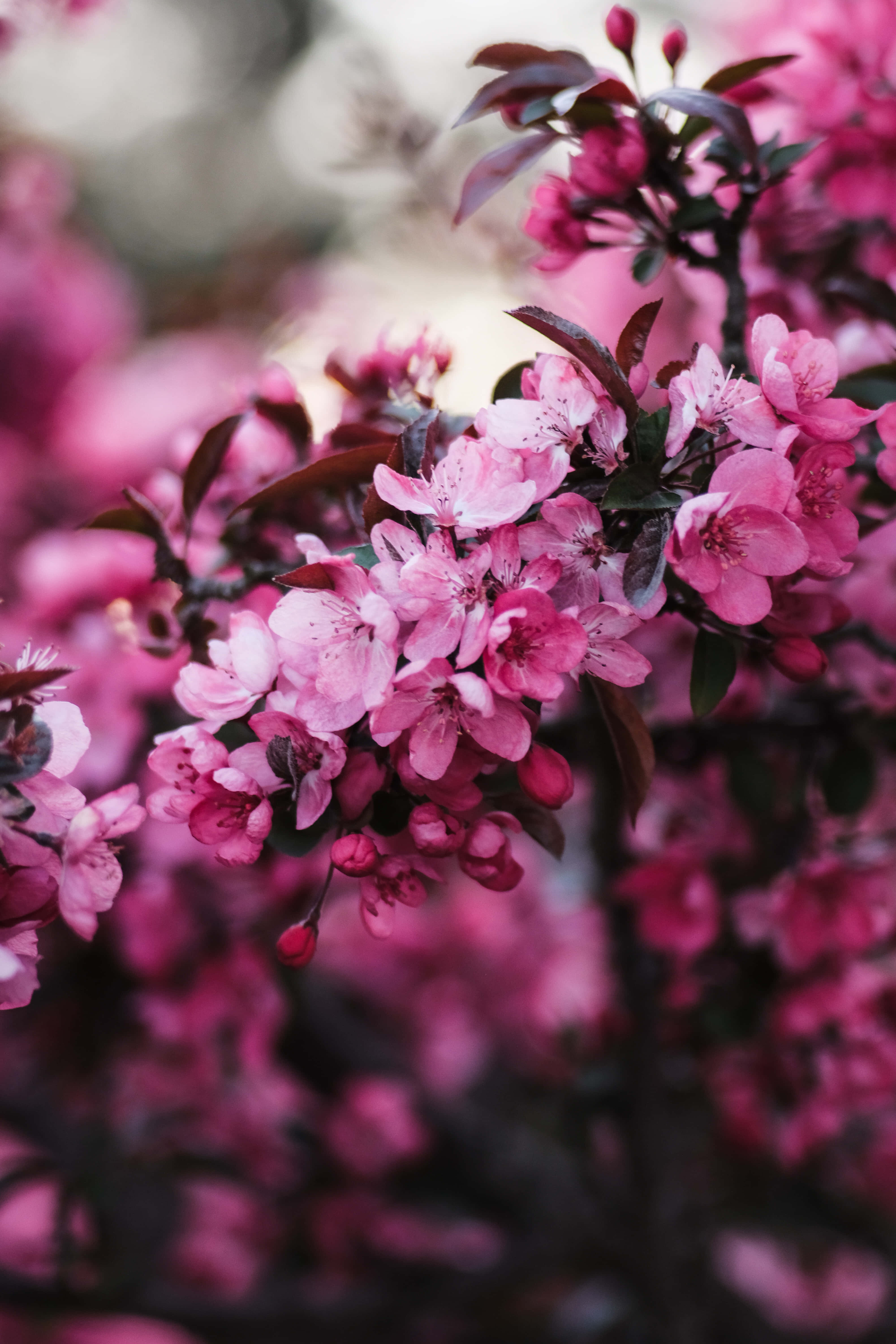iPhone Flowers, vibrant pink cherry blossoms, dark leaves, 5K Phone Wallpaper