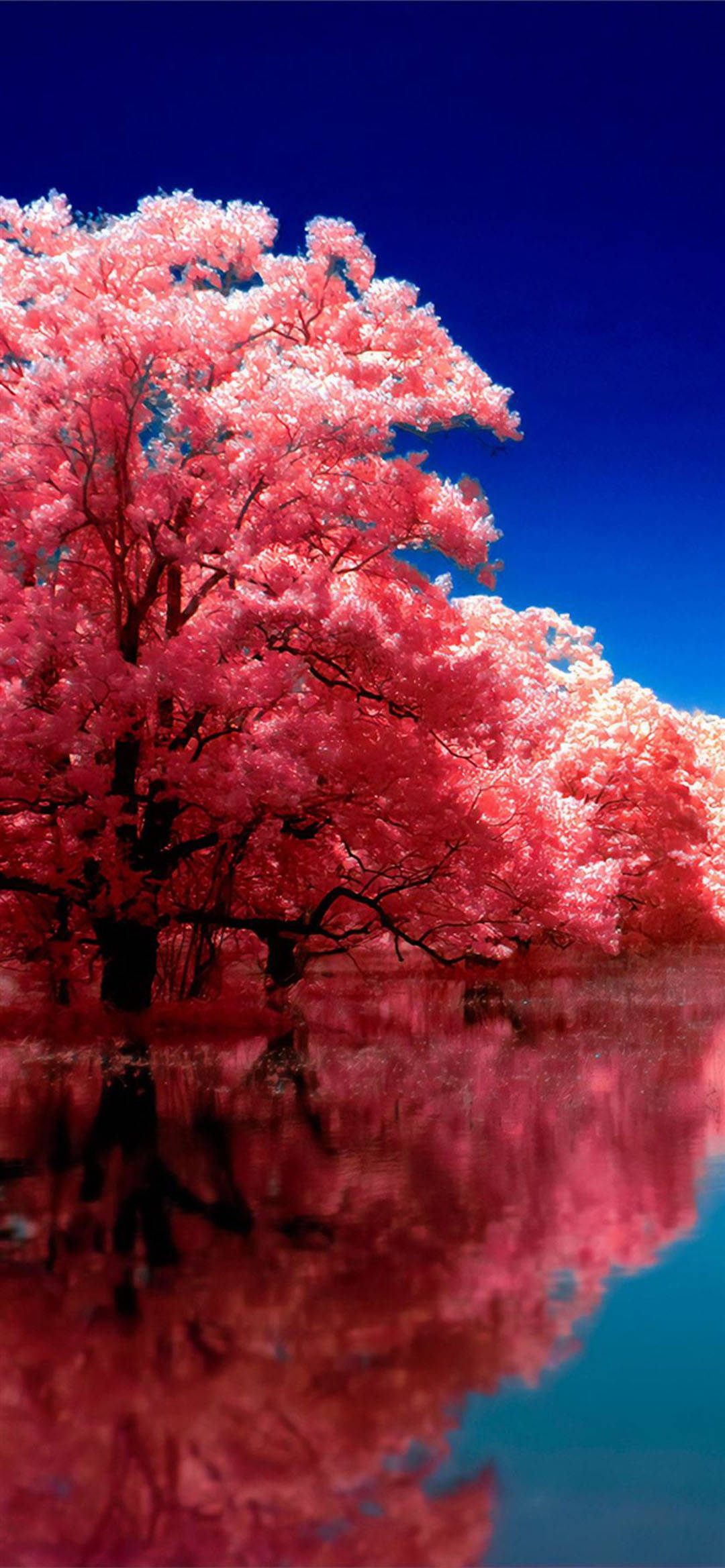 iPhone, pink cherry blossoms, calm water, Full HD Phone Wallpaper