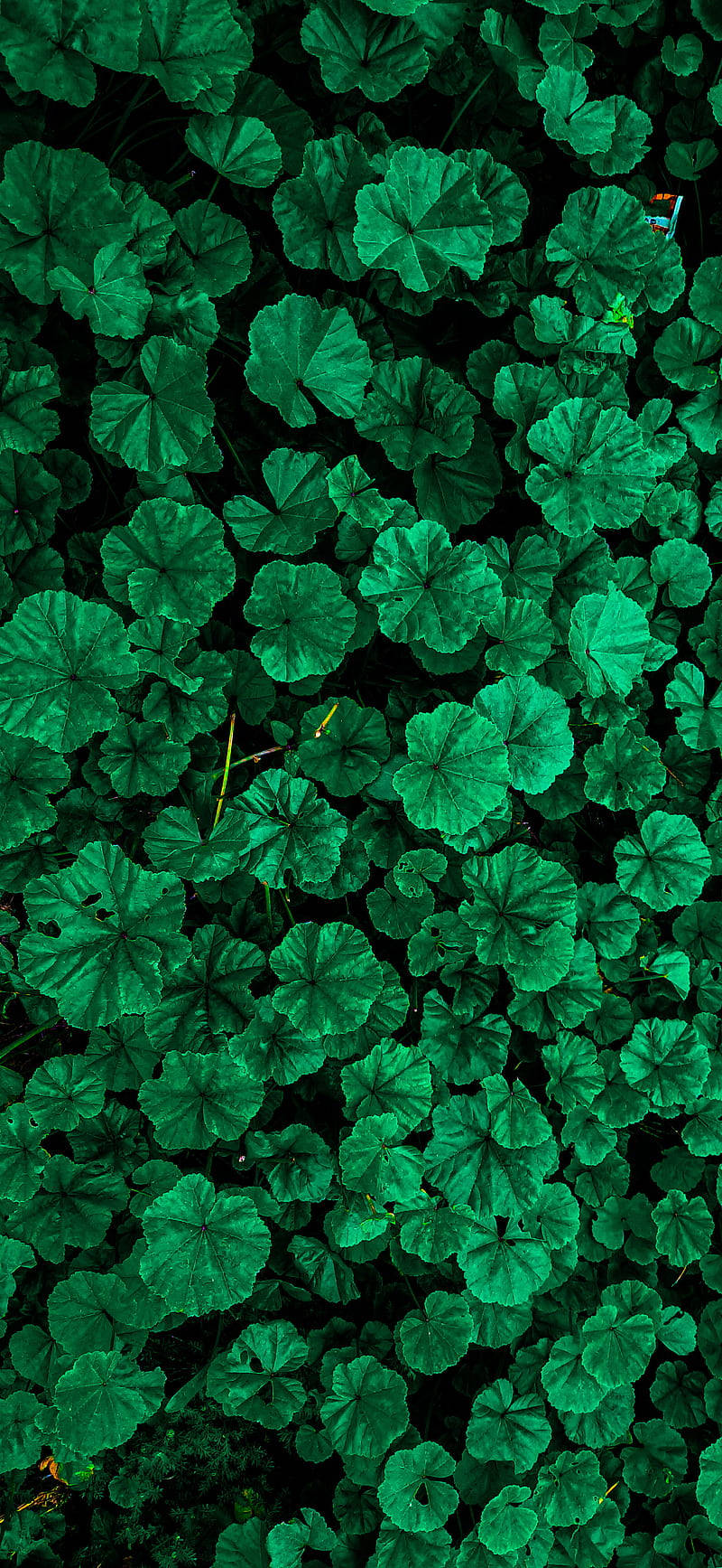 green flower, emerald green, circular leaves, HD Phone Wallpaper