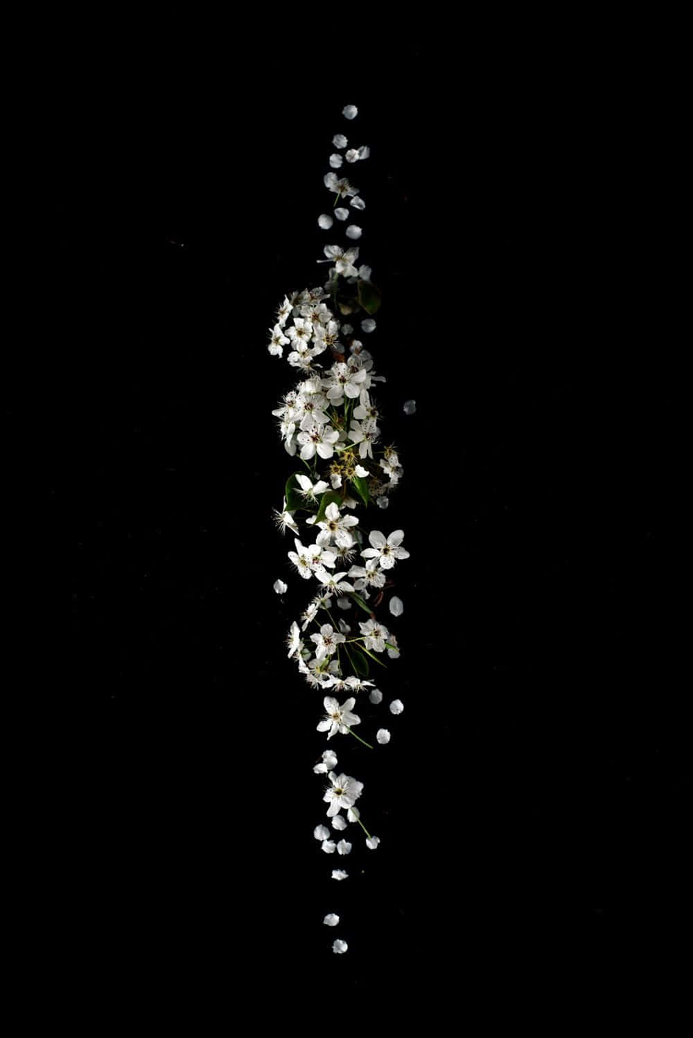 Clever iPhone, white flowers, green leaves, HD Phone Wallpaper