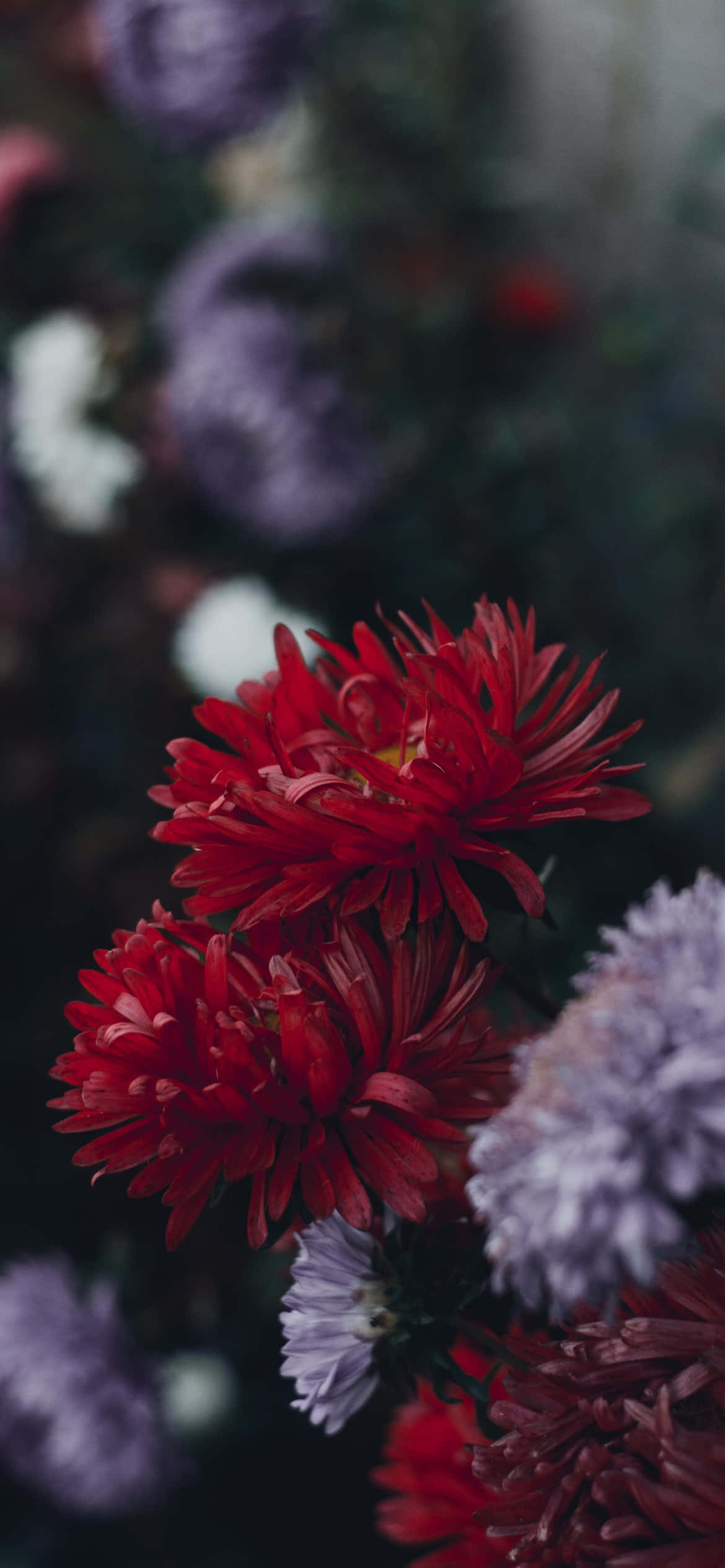 iPhone Flowers, red chrysanthemums, purple and white flowers, Full HD Phone Wallpaper