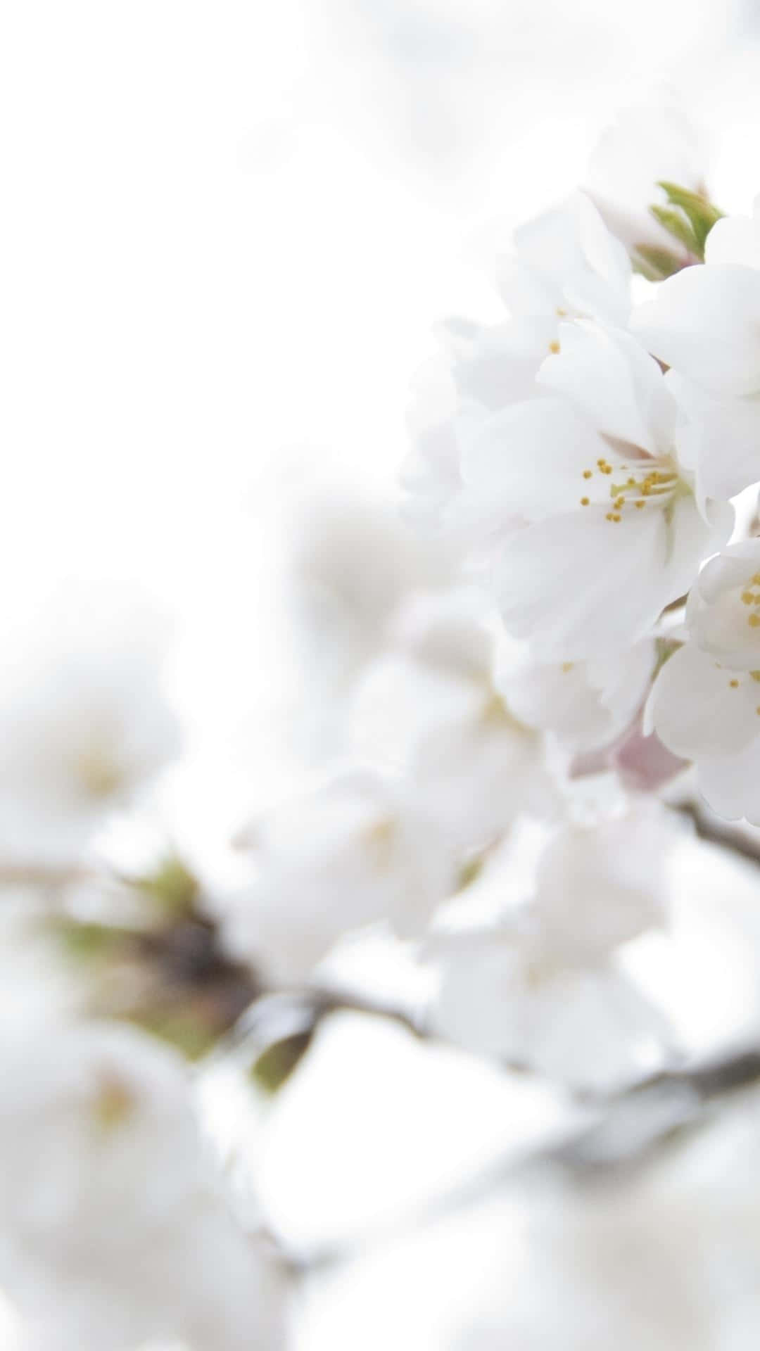 iPhone, white flowers, cherry blossoms, Full HD Phone Wallpaper