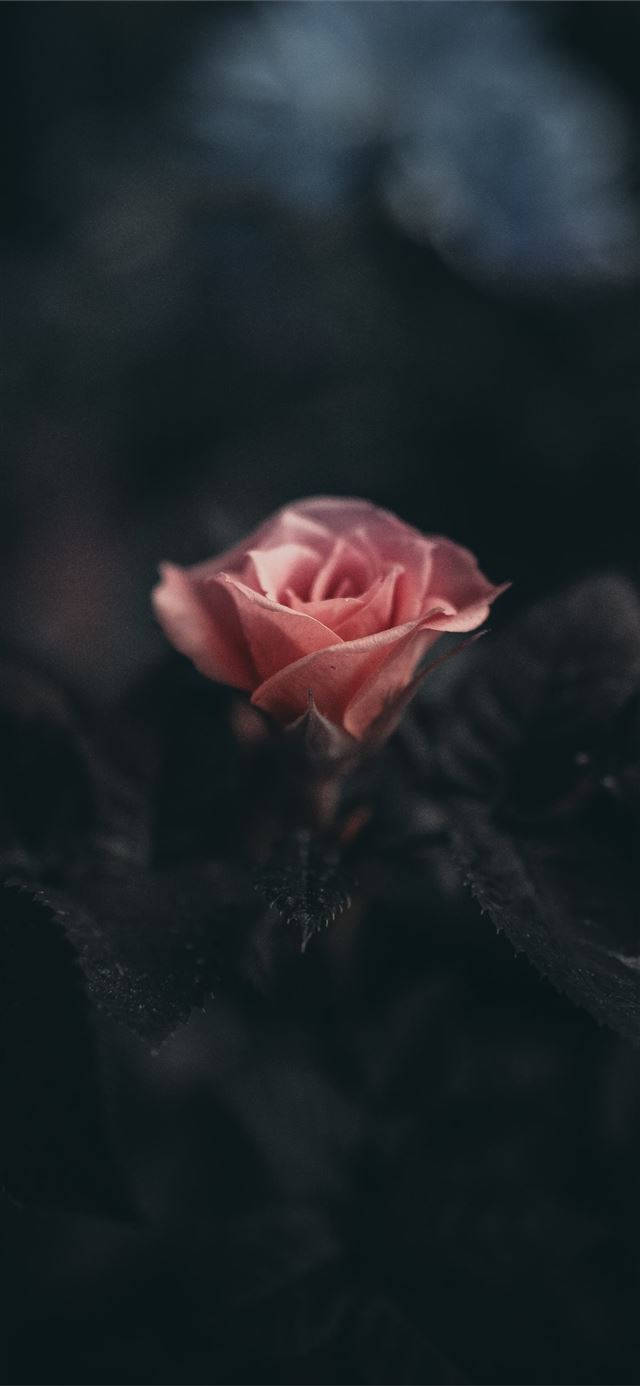 Pink Rose, iPhone, iOS 10, HD Phone Wallpaper