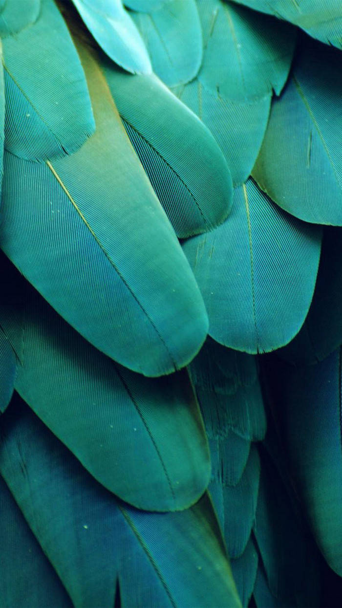 green feathers, teal, yellow highlights, SD Phone Wallpaper