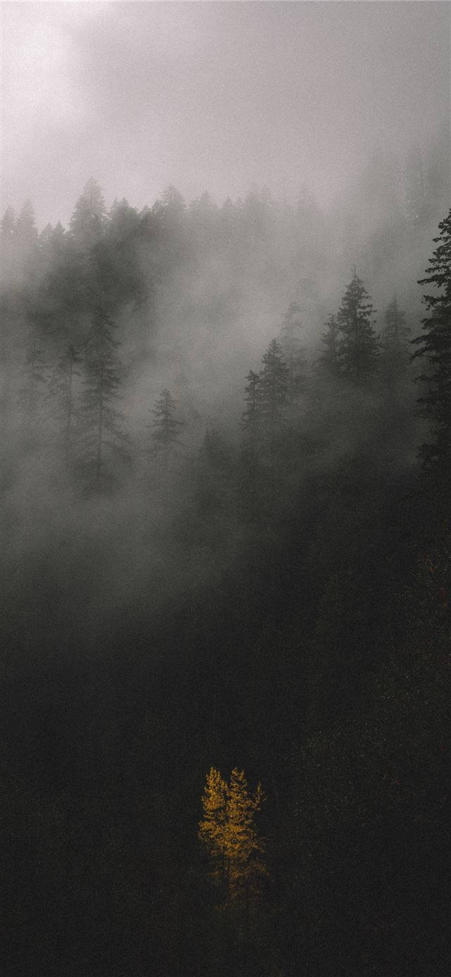 Foggy Forest, iPhone iOS 10, glowing yellow tree, HD Phone Wallpaper