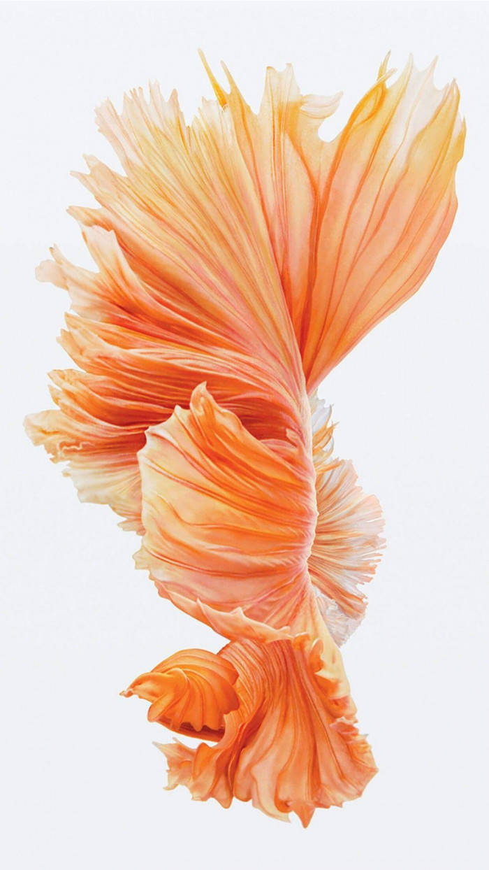 goldfish, iPhone iOS 10, vibrant orange, SD Phone Wallpaper