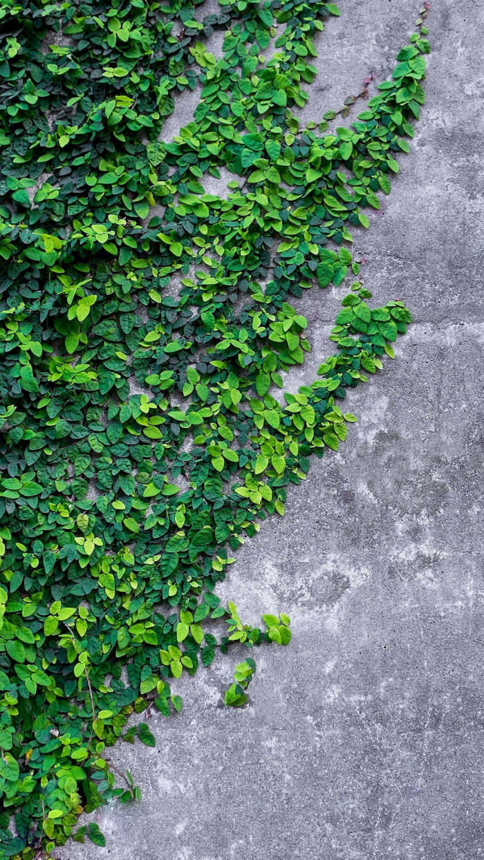 iPhone iOS 10, green climbing fig, vibrant green ivy leaves, SD Phone Wallpaper