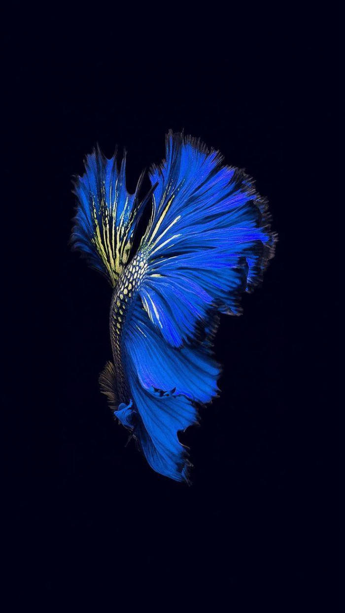 blue betta fish, iPhone iOS 10, vibrant blue, SD Phone Wallpaper