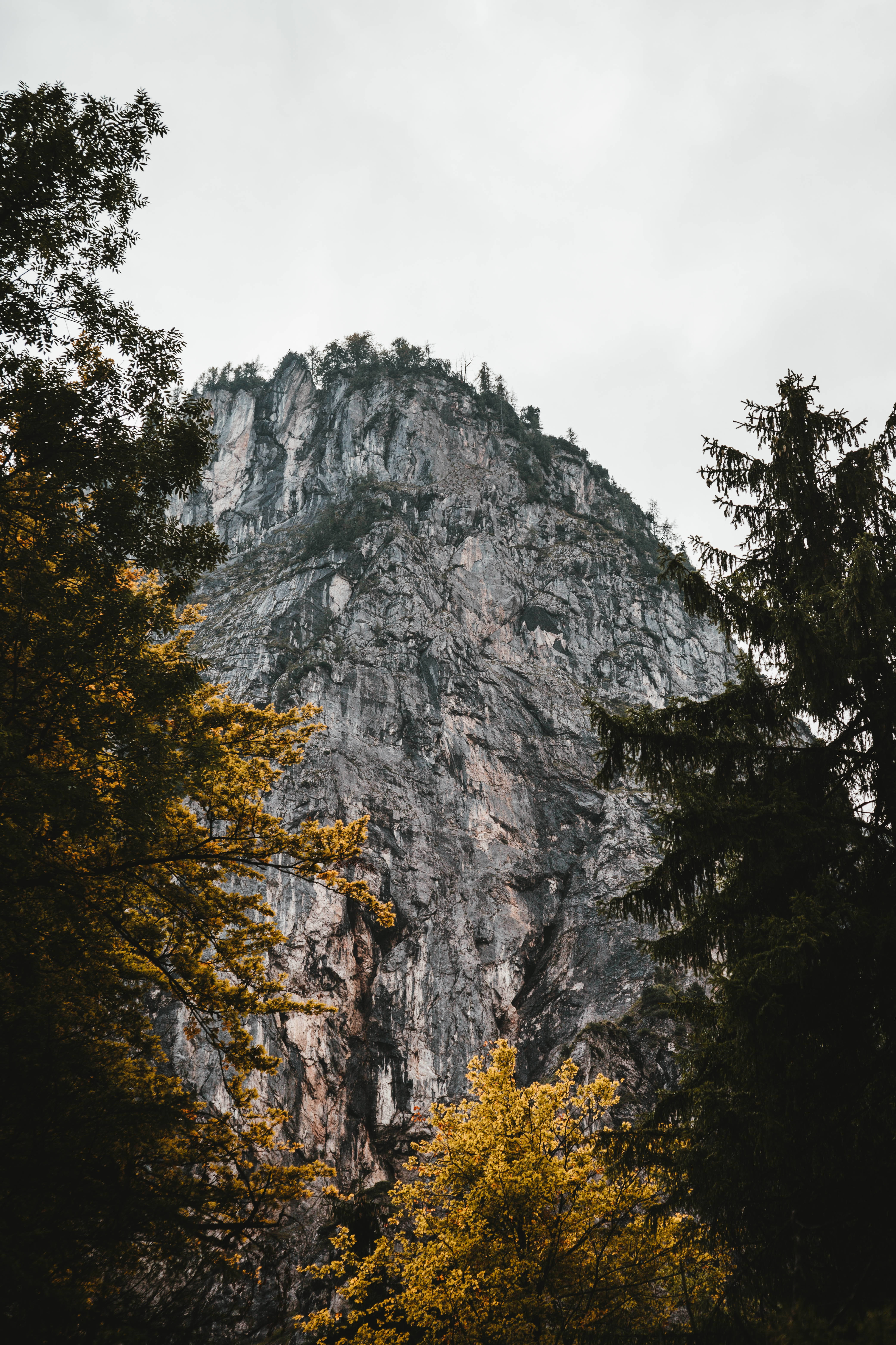 rocky cliff, gray cliff face, dark green trees, 5K Phone Wallpaper