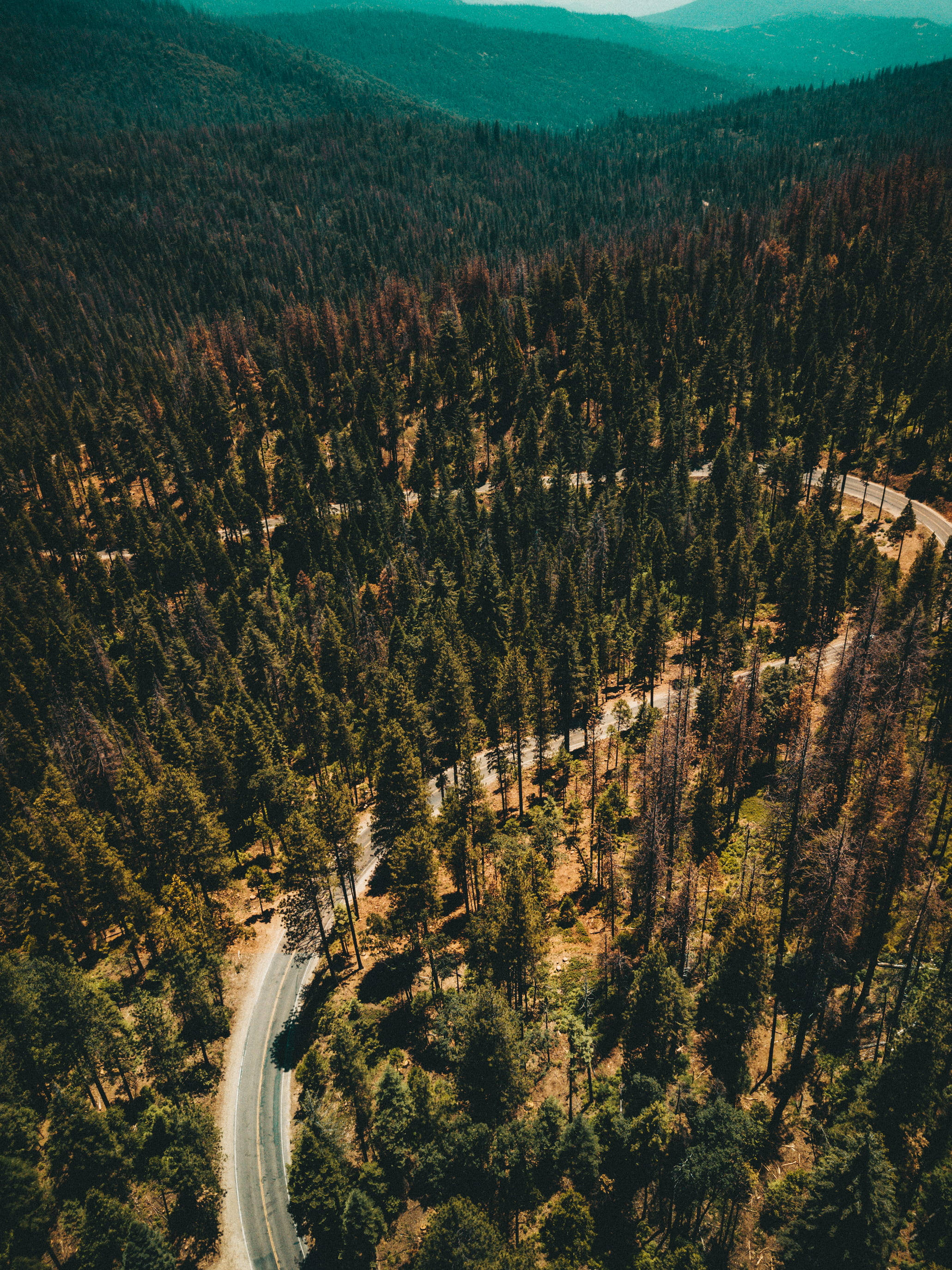 luscious forest, winding road, dense forest, 2K Phone Wallpaper