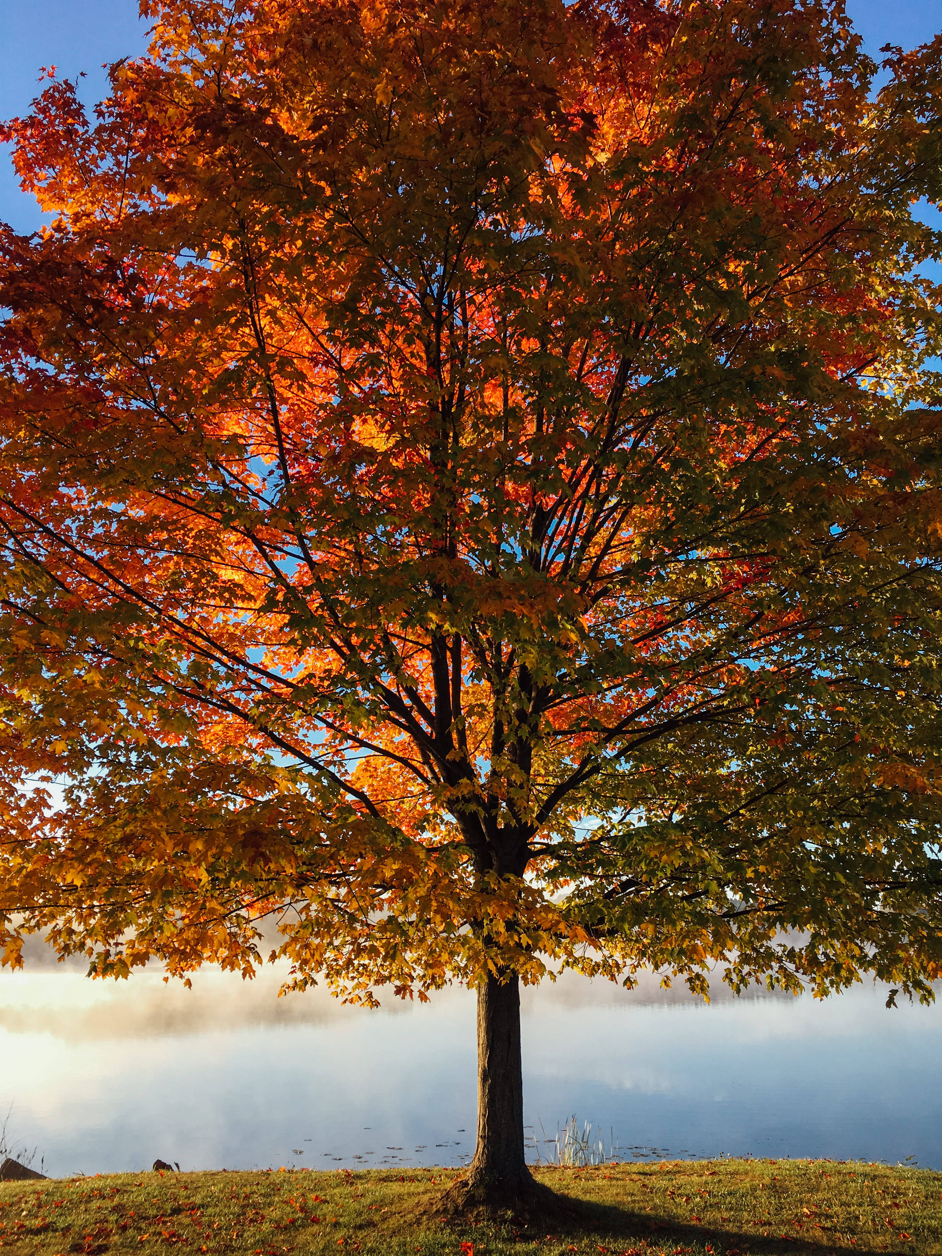 majestic tree, maple tree, fiery orange and gold leaves, 4K Phone Wallpaper