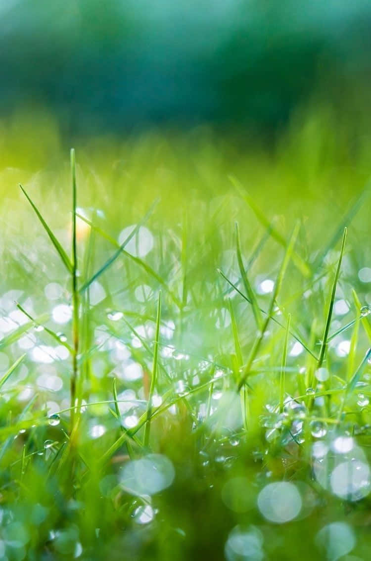 green grass, dew drops, soft morning light, SD Phone Wallpaper