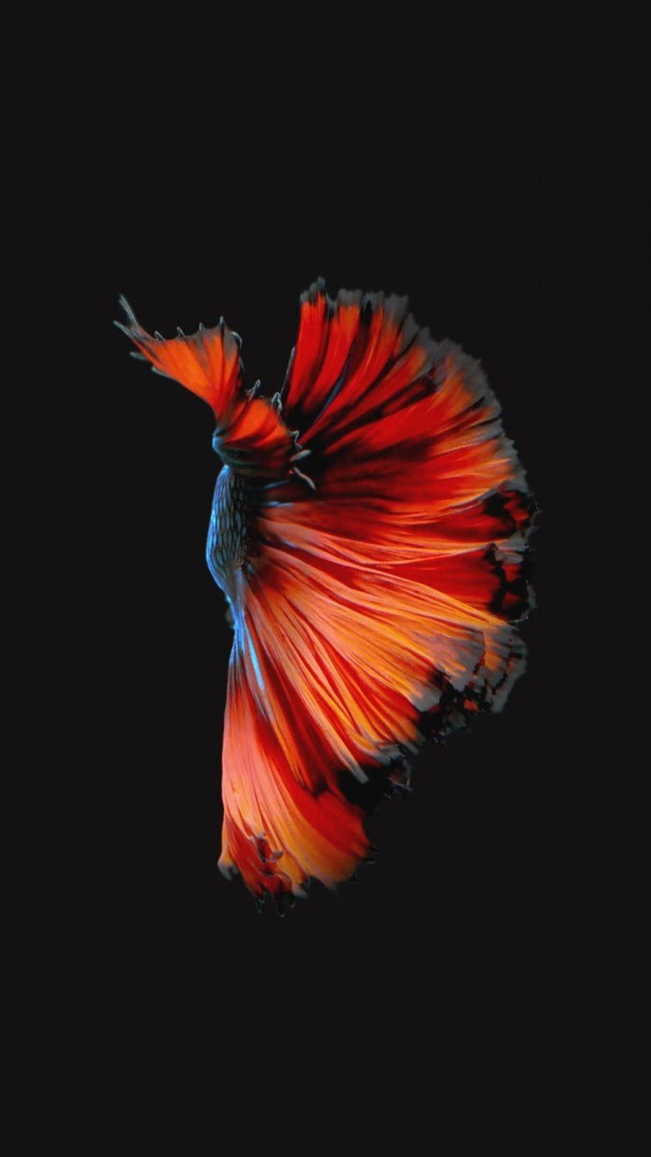 fancy betta fish, orange and red, flowing fins, HD Phone Wallpaper