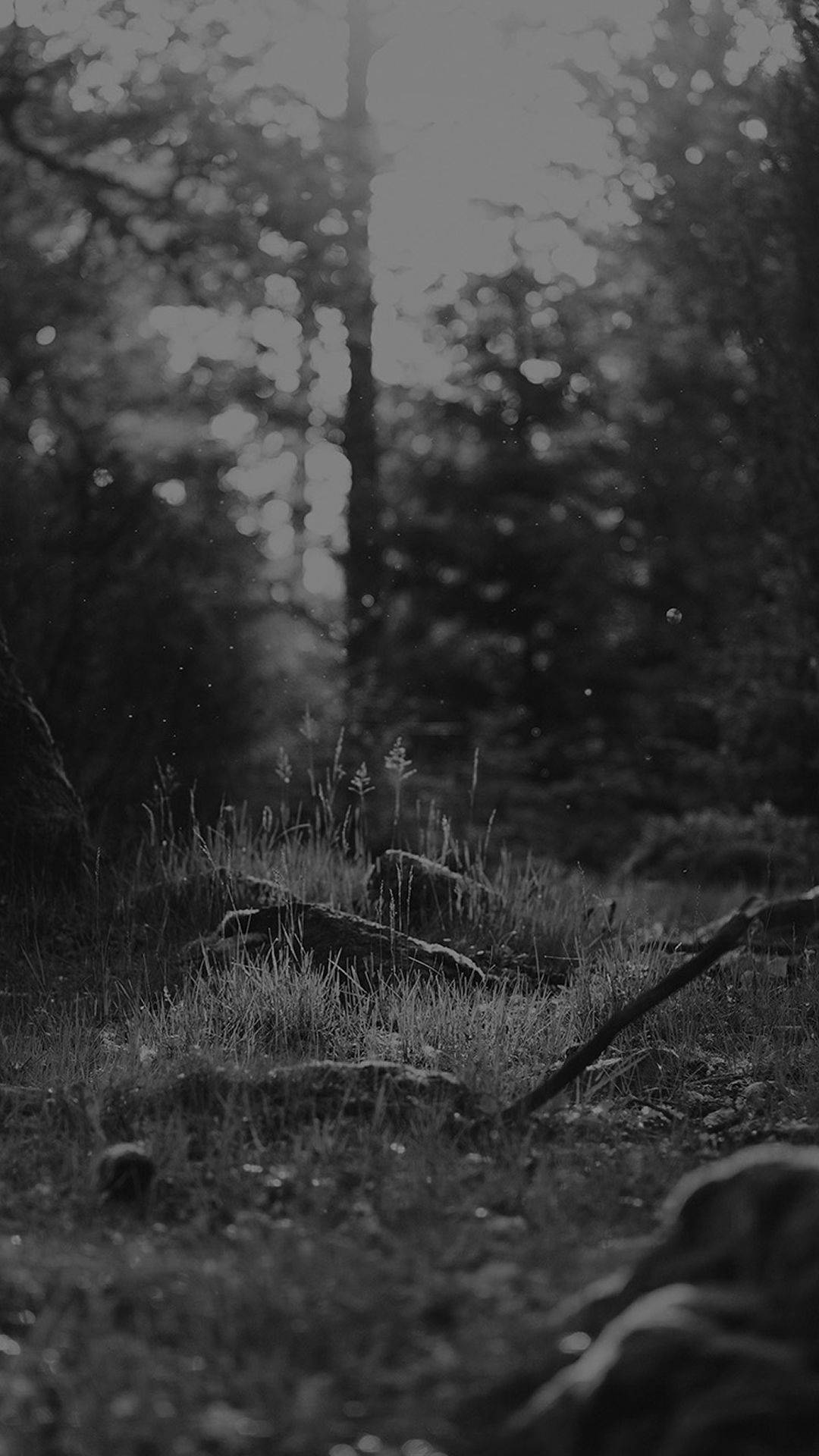 iPhone, forest floor, grass, Full HD Phone Wallpaper