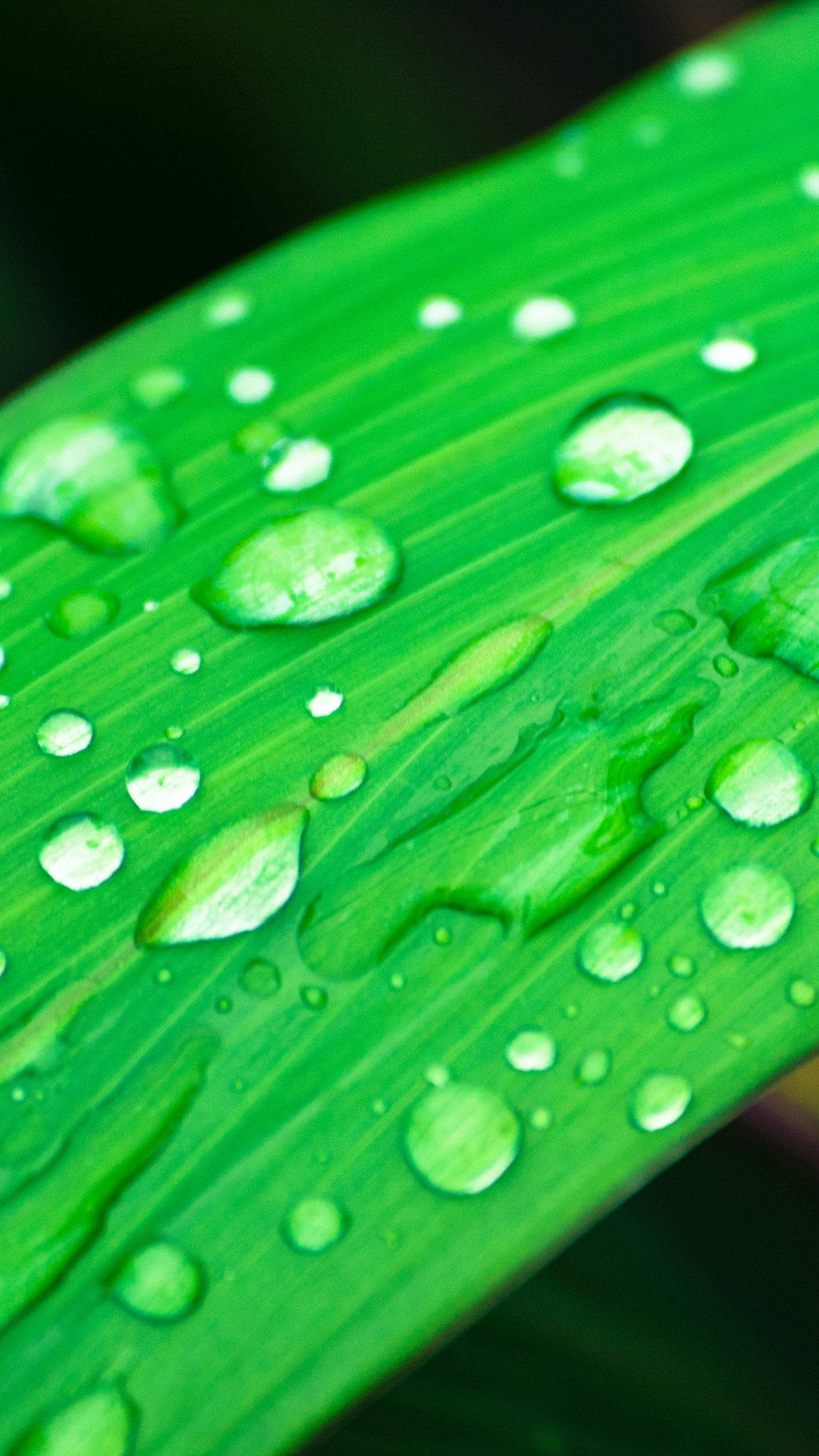 iPhone Rain, vibrant green leaf, glistening water droplets, 2K Phone Wallpaper