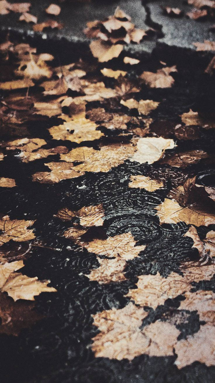 iPhone Rain, raindrops, dark puddle, HD Phone Wallpaper