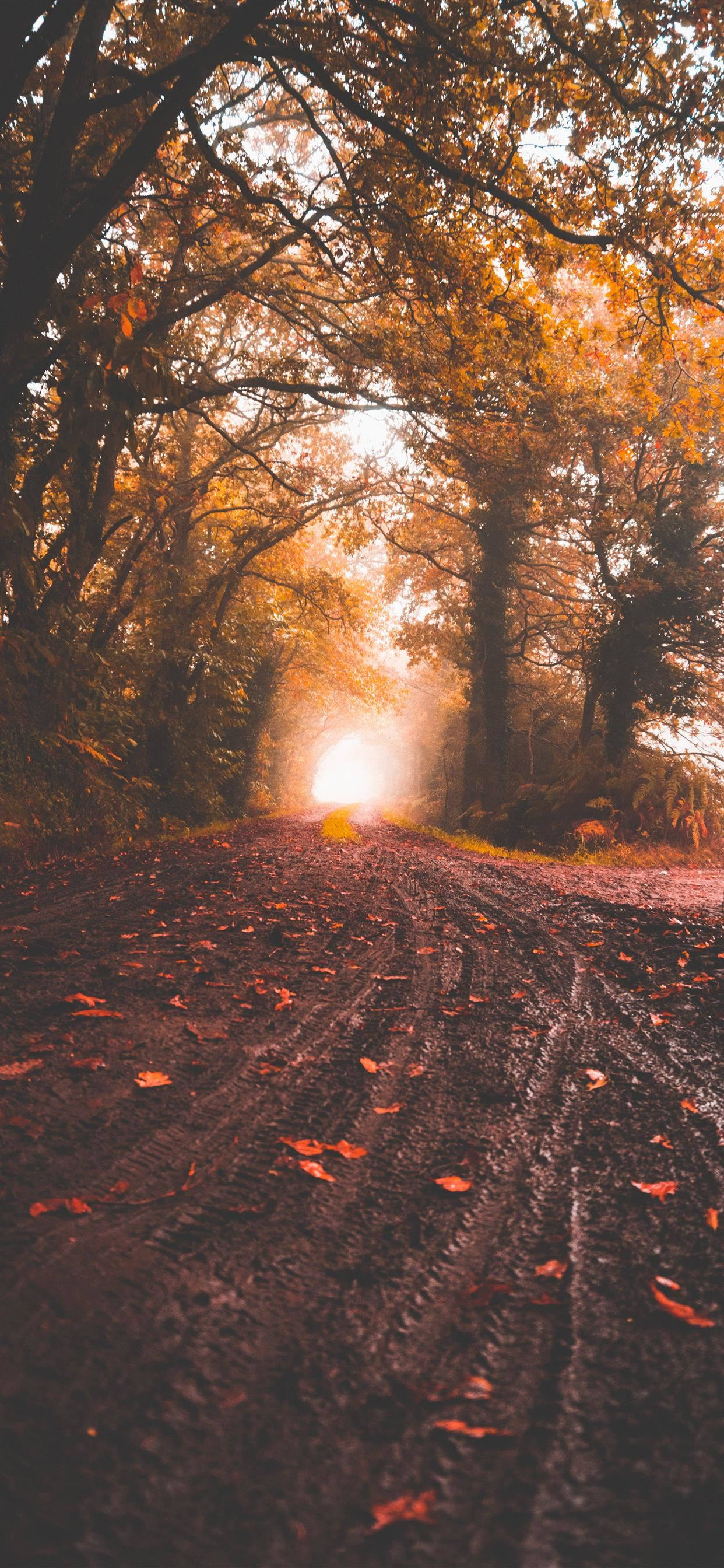 iPhone SE 2020, sunlit forest path, fallen leaves, 2K Phone Wallpaper