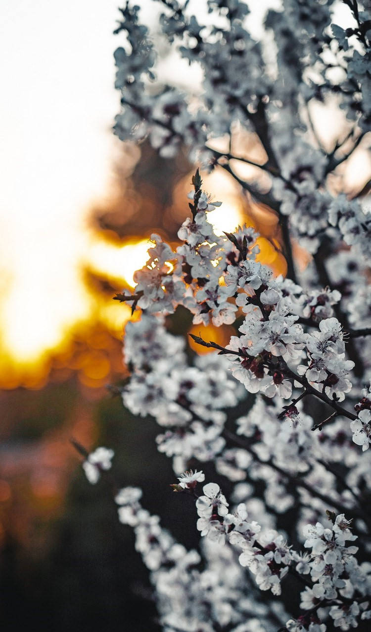 iPhone SE 2020, white cherry blossoms, dark branches, SD Phone Wallpaper