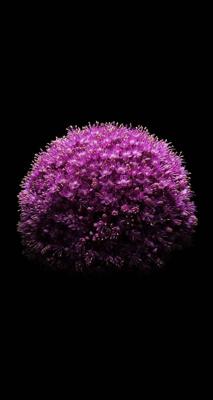 Allium Flower, iPhone SE, purple, HD Phone Wallpaper