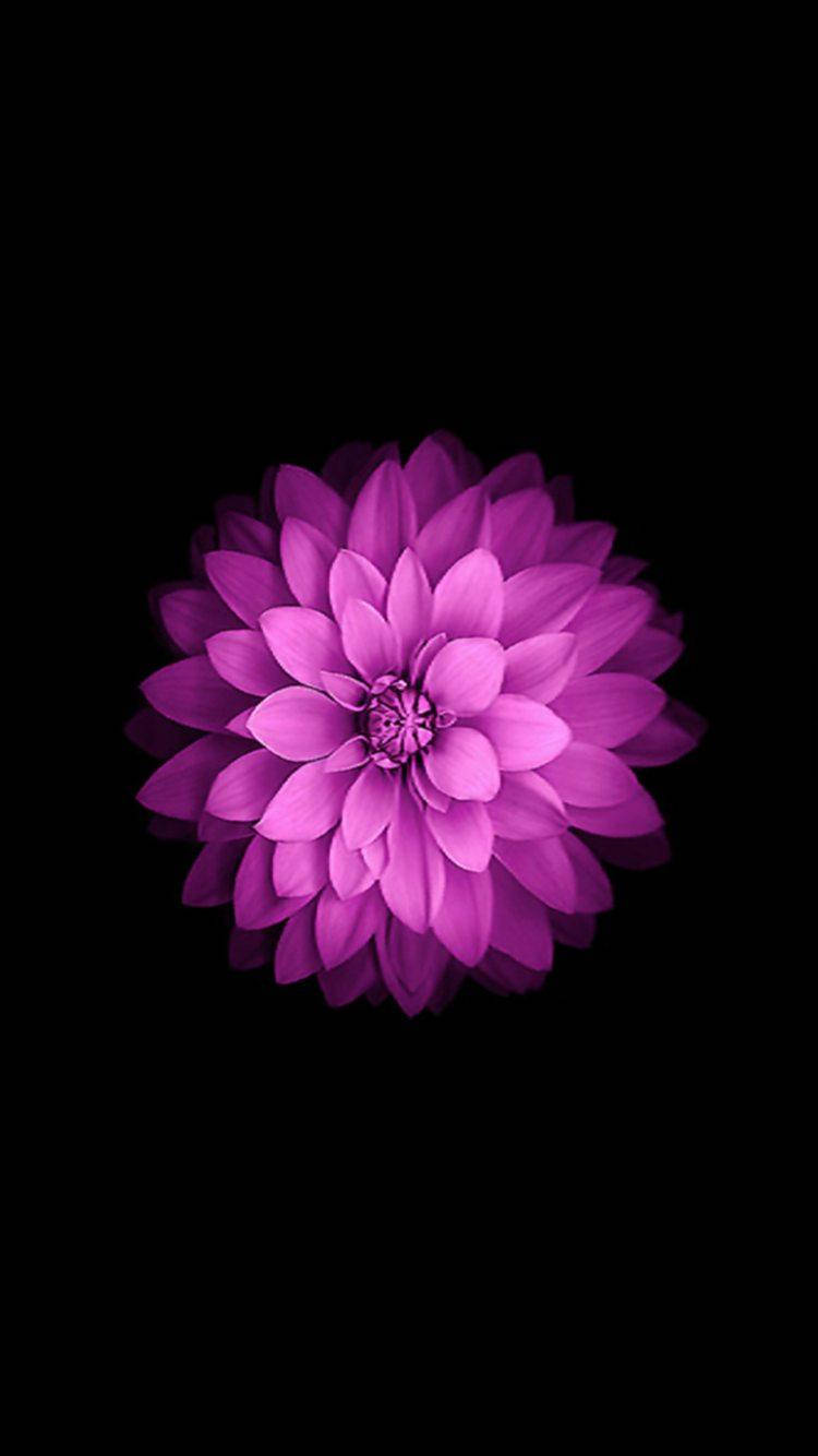 Dahlia Flower, iPhone SE, vibrant purple, HD Phone Wallpaper