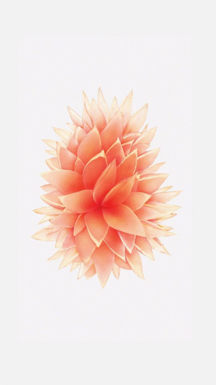 peach colored flower, iPhone SE, minimalist white background, HD Phone Wallpaper