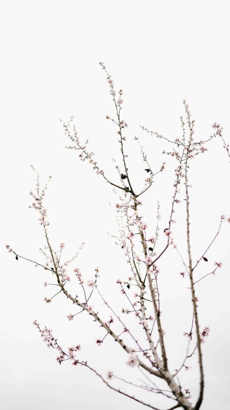 iPhone Simple Cute, pink blossoms, bare branches, HD Phone Wallpaper