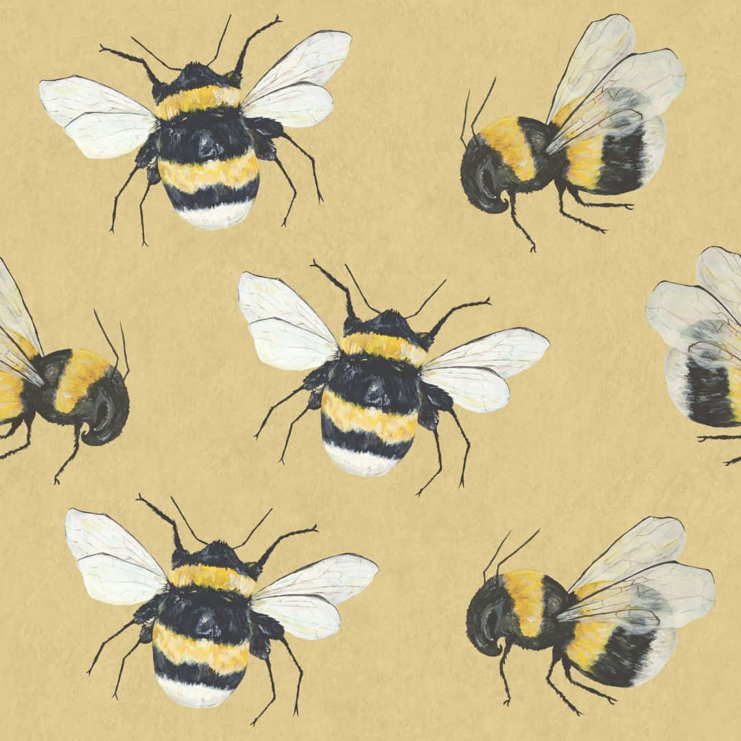 bee, bumblebees, black and yellow stripes, SD Desktop Wallpaper