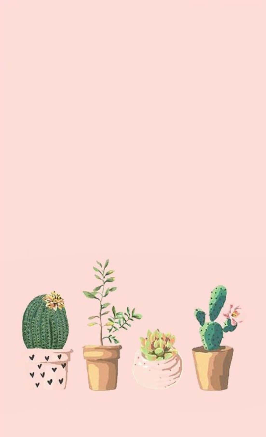iPhone, cacti, succulents, HD Phone Wallpaper