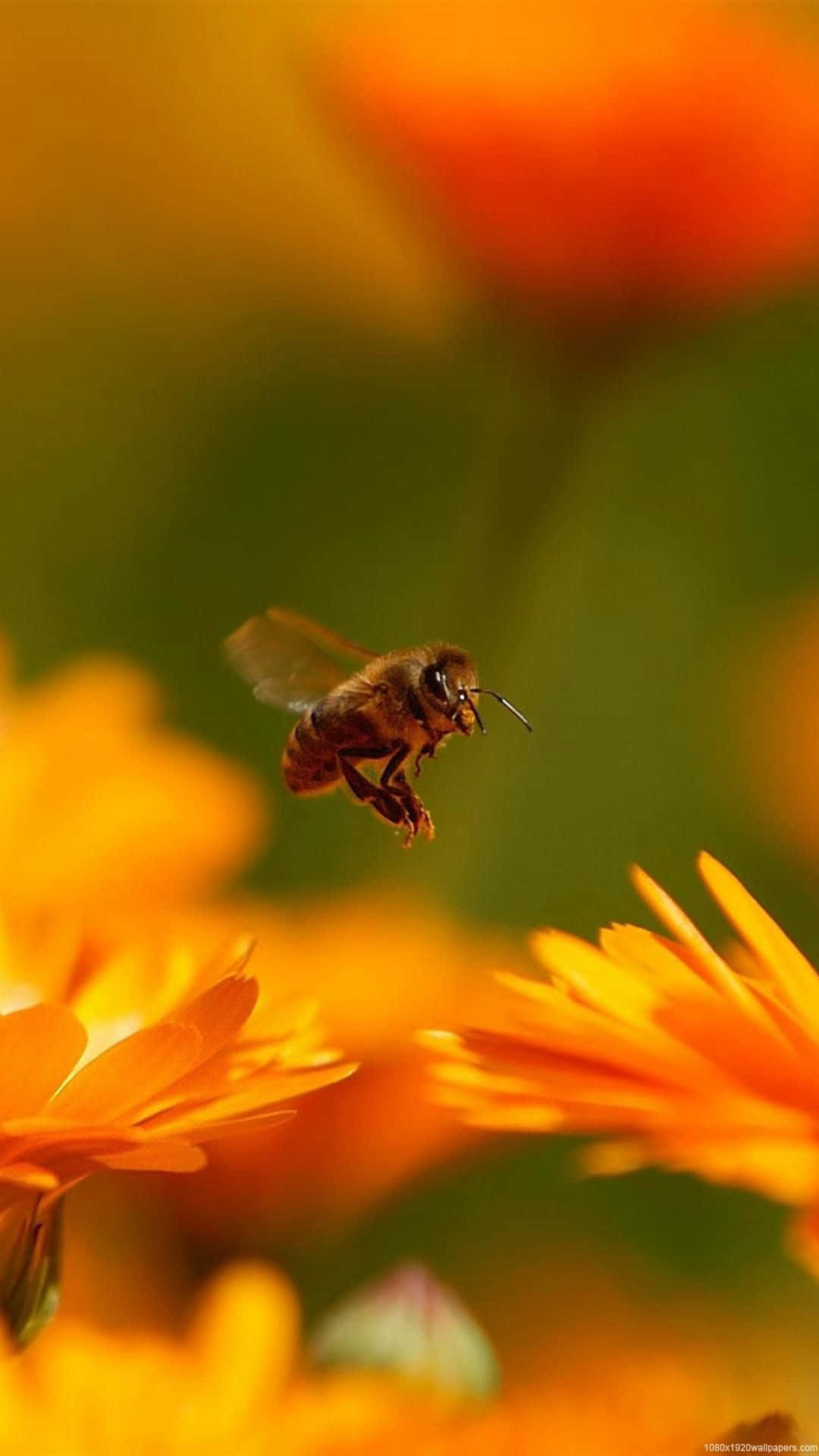 honeybee, orange marigolds, soft blurred green and yellow background, Full HD Phone Wallpaper