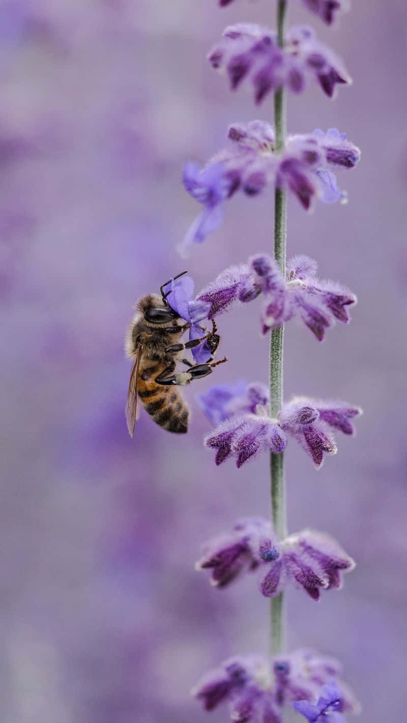 honeybee, lavender flower spike, soft purple blurred background, HD Phone Wallpaper