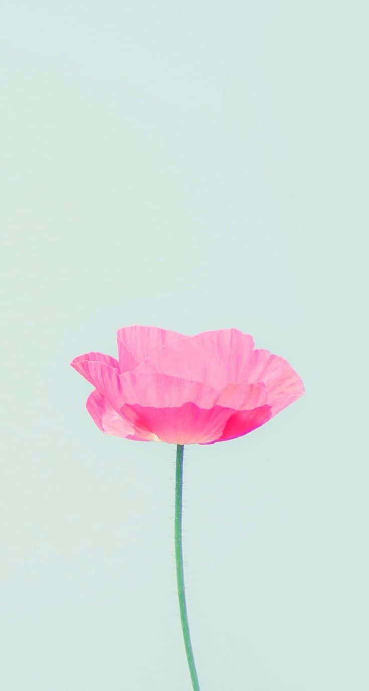 iPhone, pink poppy, soft mint green background, HD Phone Wallpaper