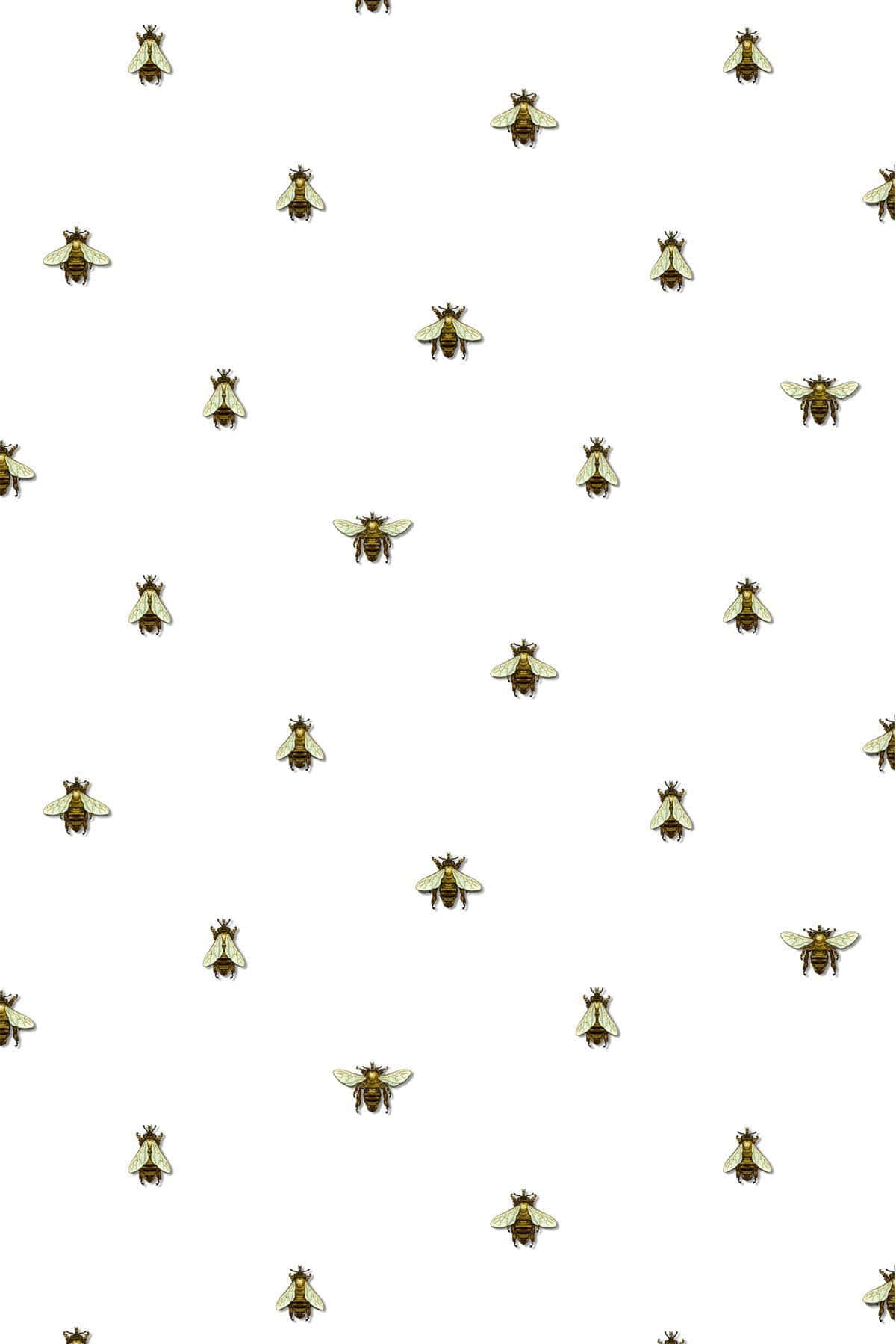 bee, golden bees, translucent wings, HD Phone Wallpaper