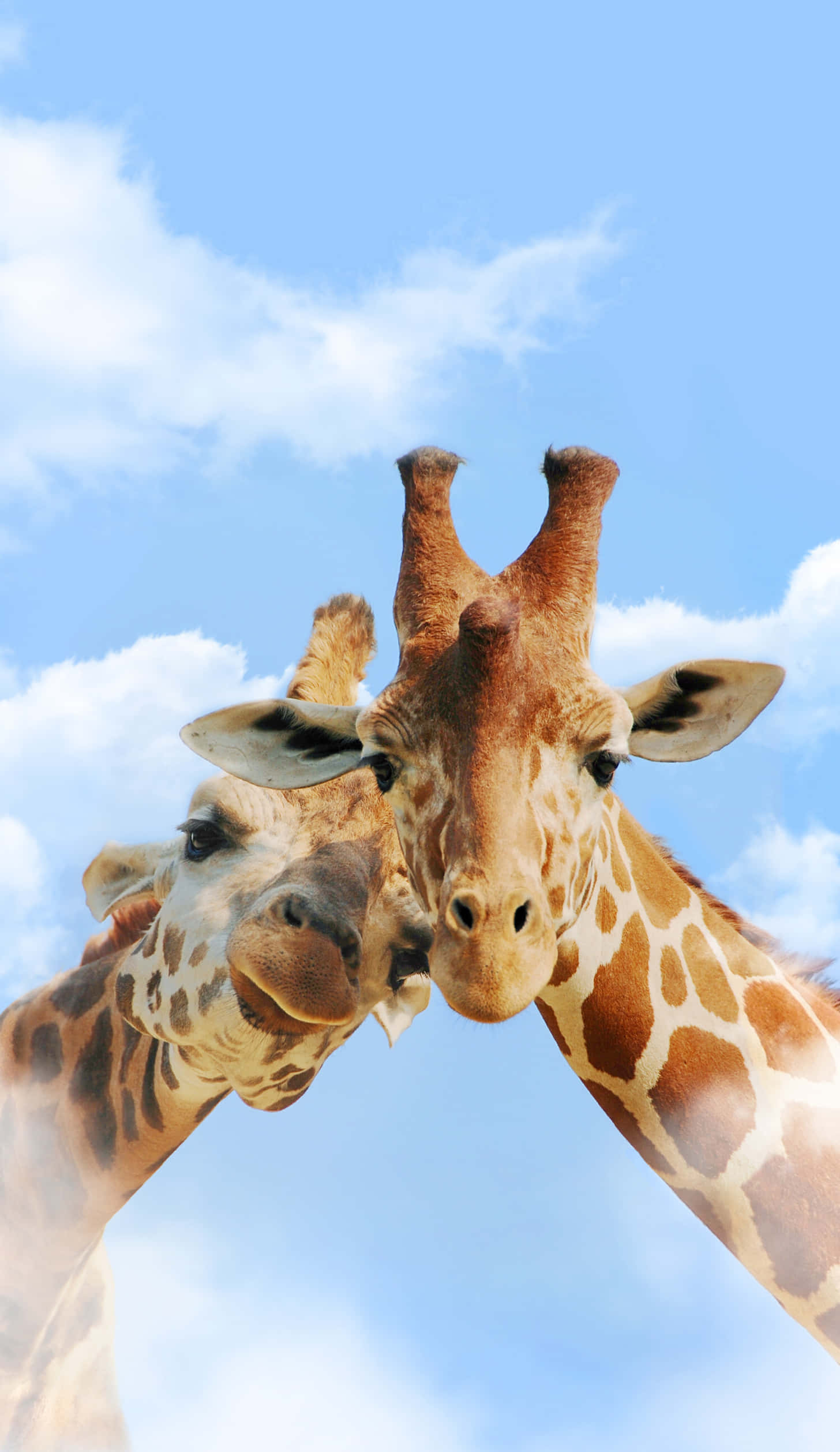 giraffes, bright blue sky, fluffy white clouds, Full HD Phone Wallpaper