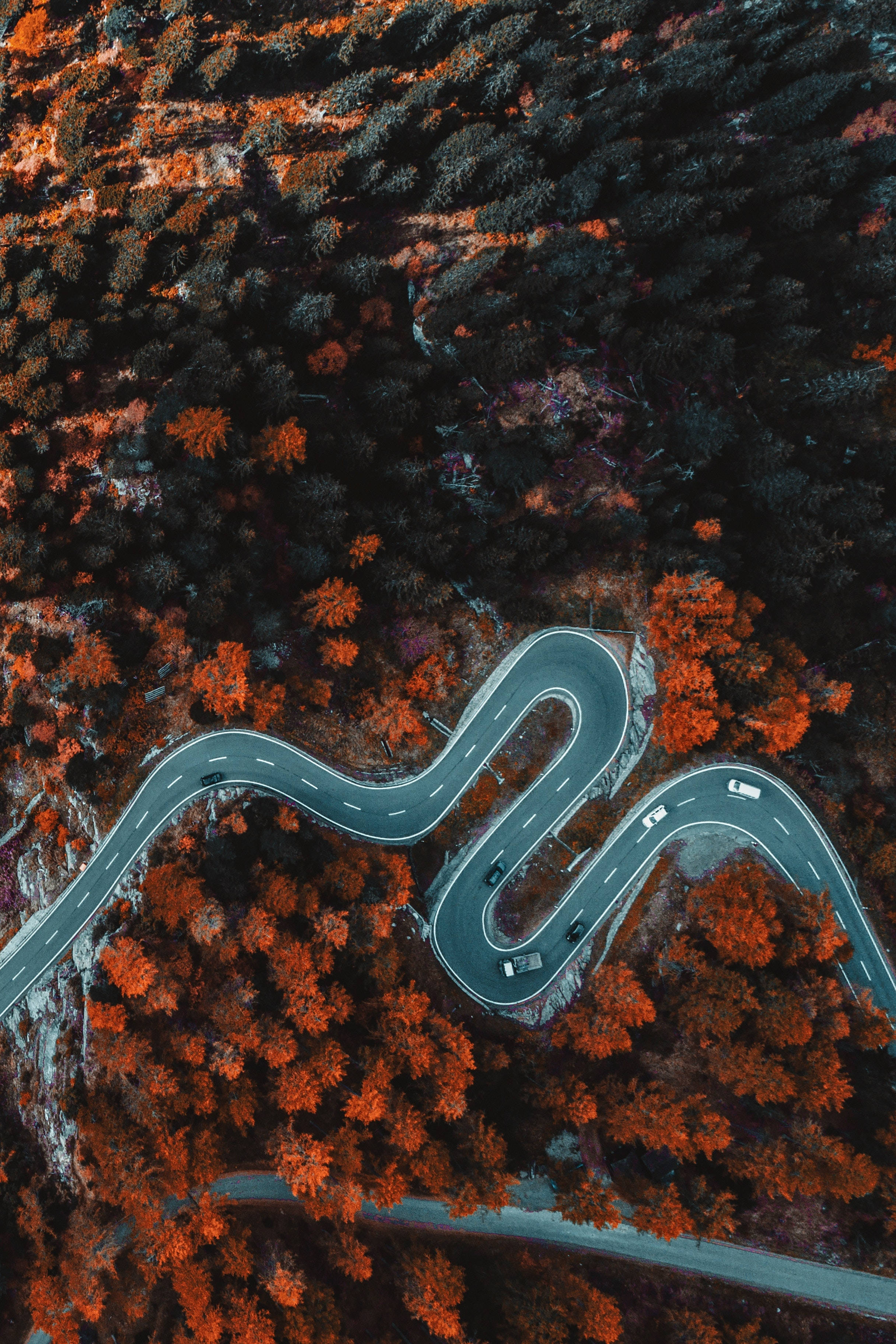 winding road, dense forest, autumn orange, 2K Phone Wallpaper