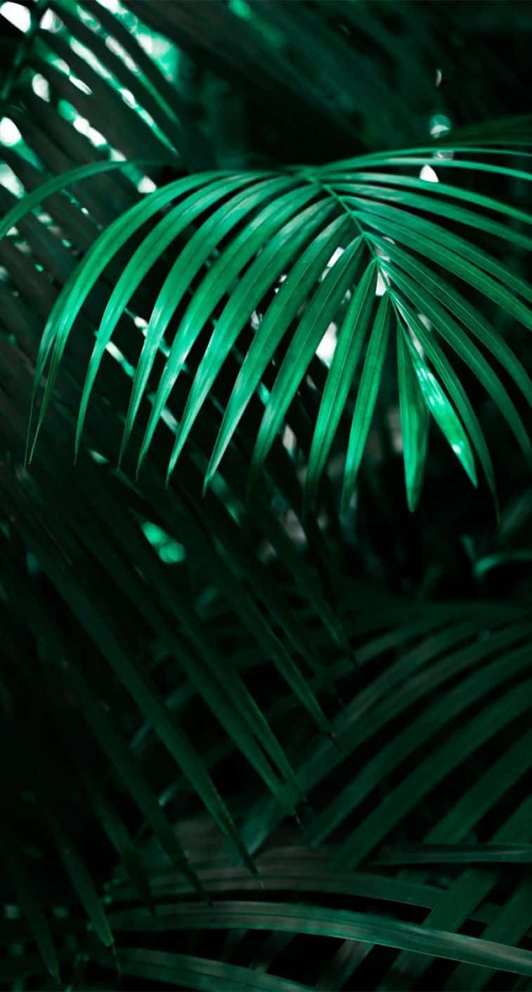 tropical iphone, emerald palm fronds, backlighting, HD Phone Wallpaper