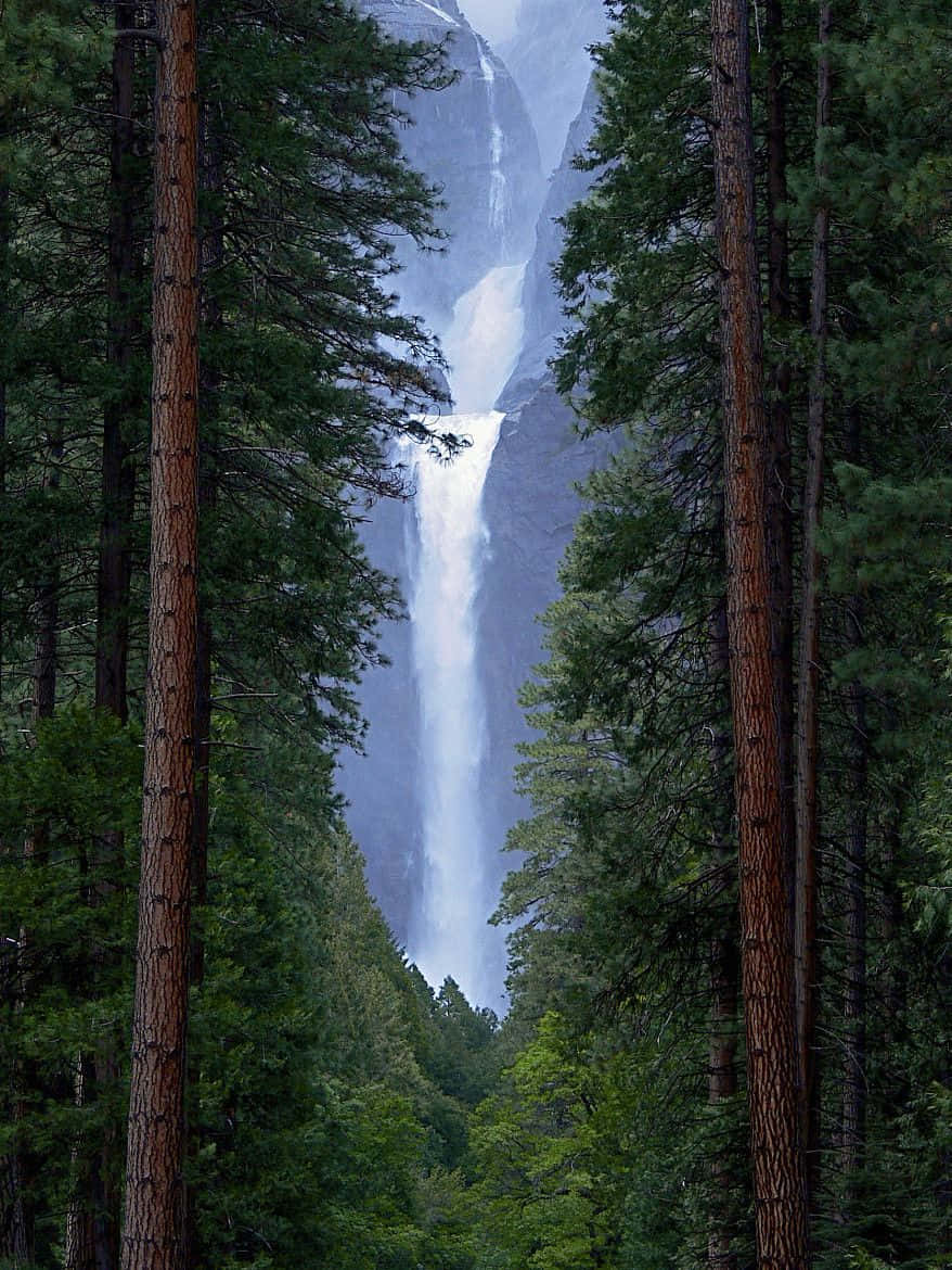 iPhone Waterfall, waterfall, pine trees, SD Phone Wallpaper