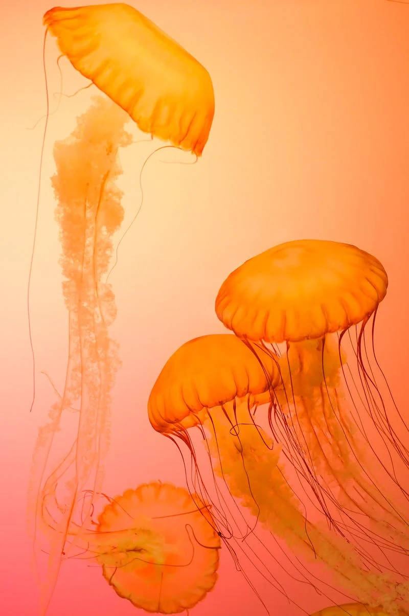 orange jellyfish, glowing orange, warm gradient background, SD Phone Wallpaper