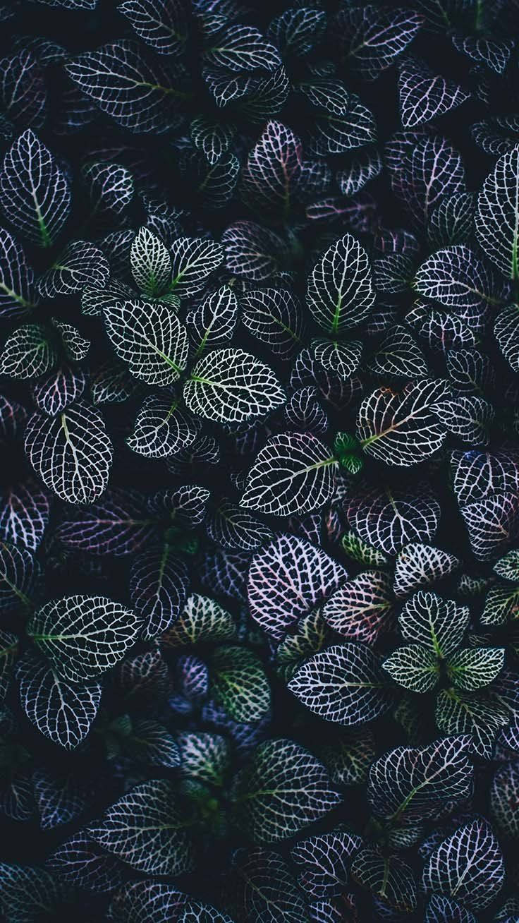 iPhone, WhatsApp, dark green leaves, HD Phone Wallpaper